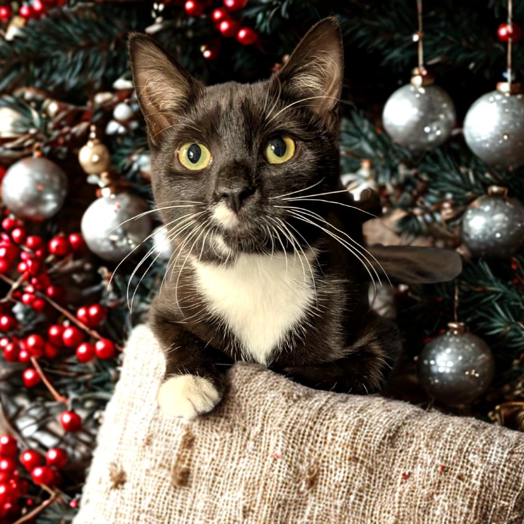 Bethanee, a Adoptable Domestic Short Hair in Wayne, NJ image 1/4