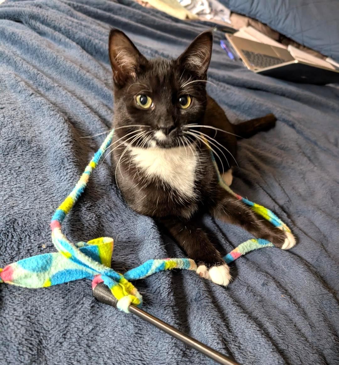 Bethanee, a Adoptable Domestic Short Hair in Wayne, NJ image 2/4