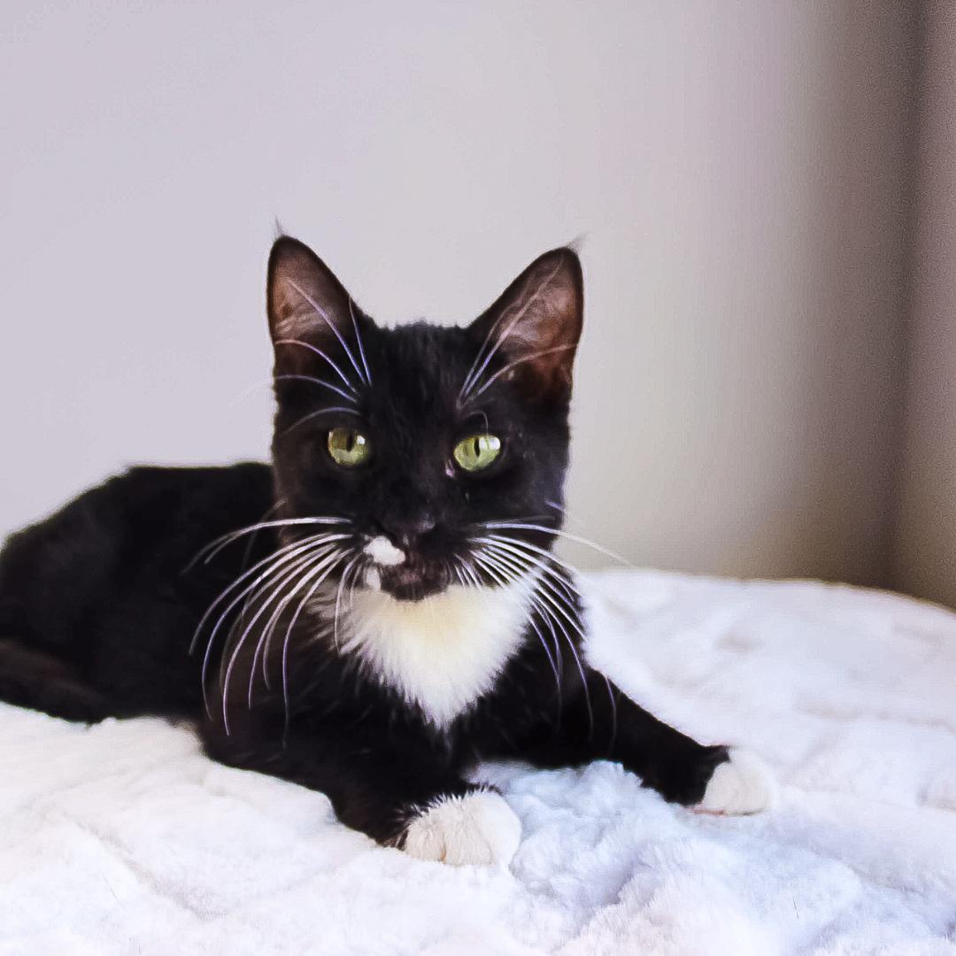 Bethanee, a Adoptable Domestic Short Hair in Wayne, NJ image 3/4