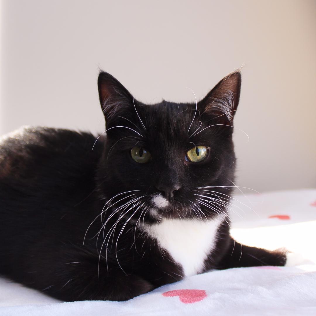 Enlarge Bethanee, a Adoptable Domestic Short Hair in Wayne, NJ image 4/5