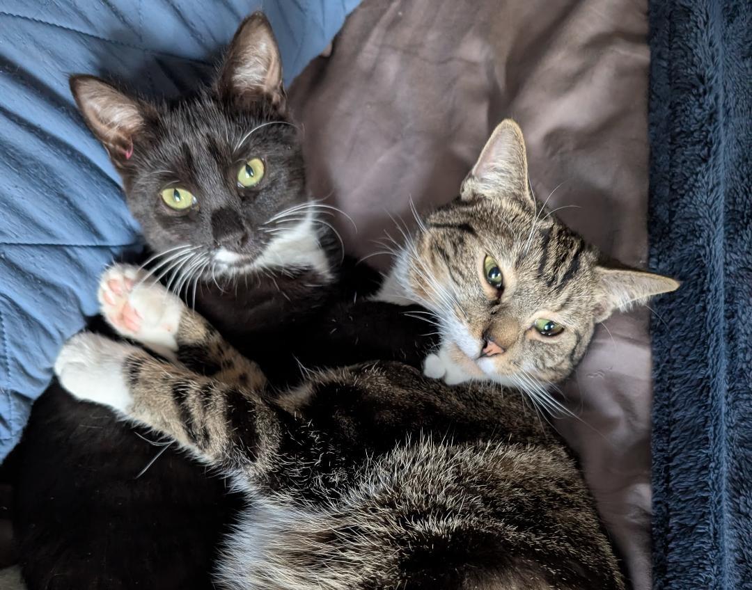 Bethanee, a Adoptable Domestic Short Hair in Wayne, NJ image 4/4