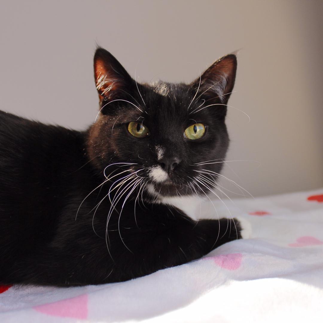 Enlarge Bethanee, a Adoptable Domestic Short Hair in Wayne, NJ image 3/5