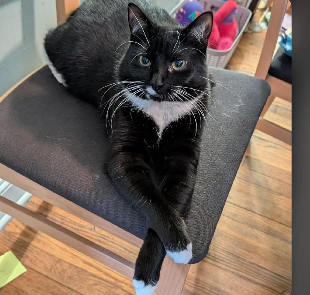 Bethanee, a Adoptable Domestic Short Hair in Wayne, NJ image 1/5