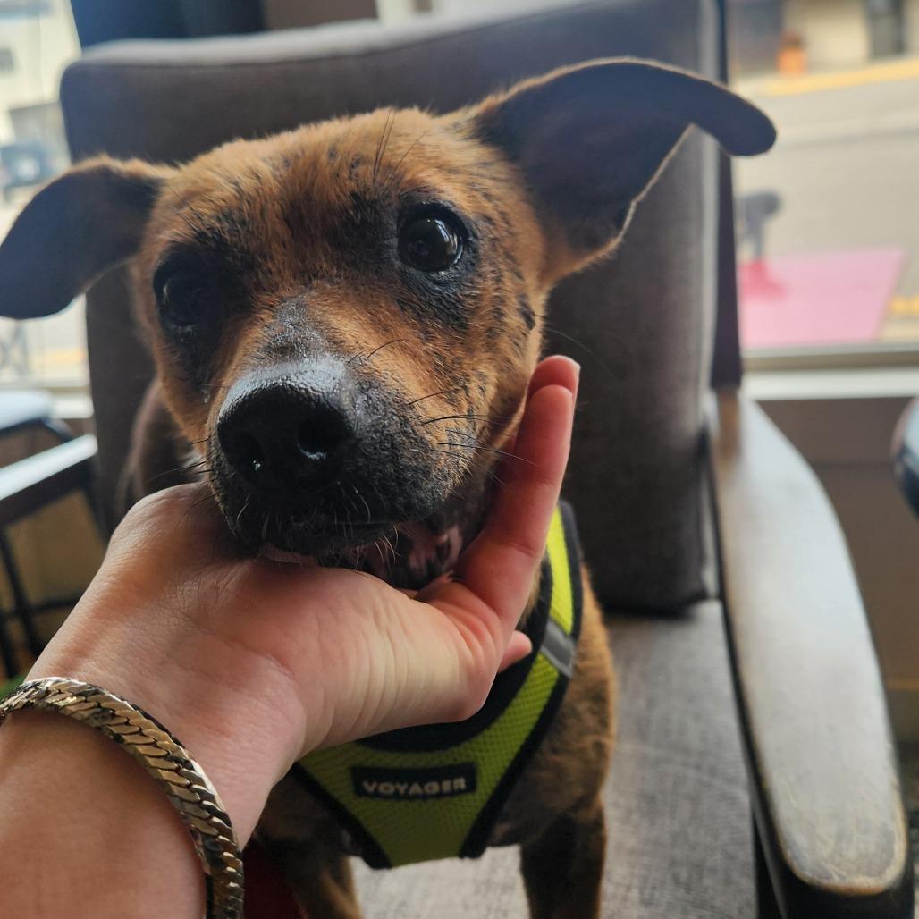 Crysta D12448, Adoptable, Young Female Jack Russell Terrier & Mixed Breed.