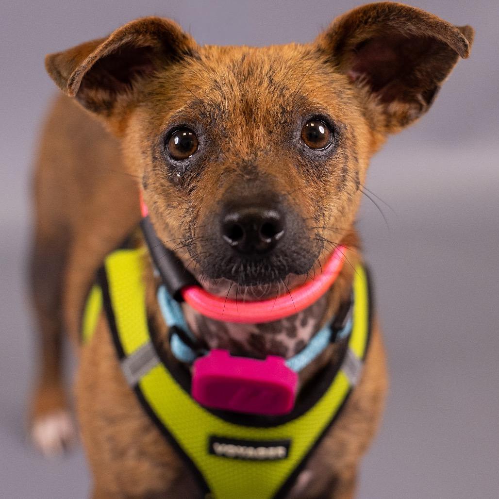 Enlarge Crysta D12448, a Adoptable mixed breed in St. Cloud, MN image 2/6