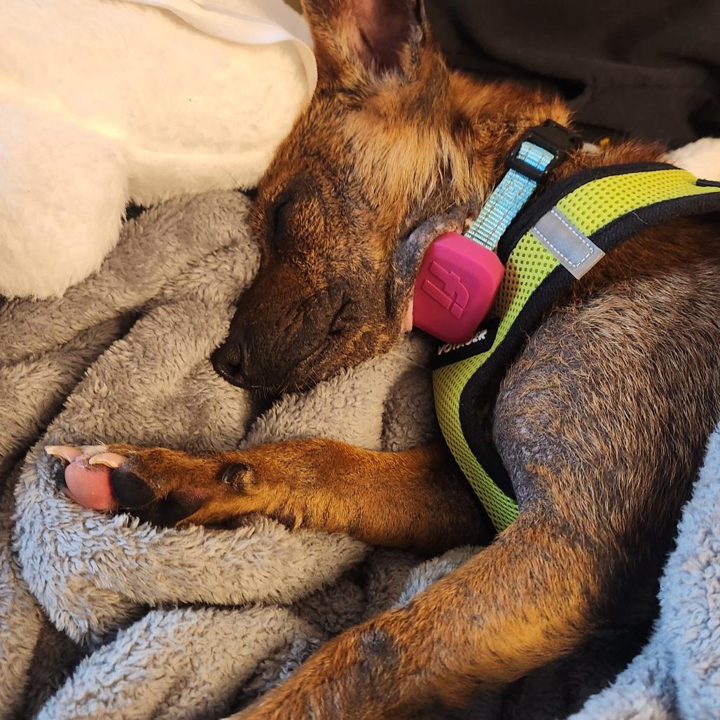 Enlarge Crysta D12448, a Adoptable mixed breed in St. Cloud, MN image 4/6