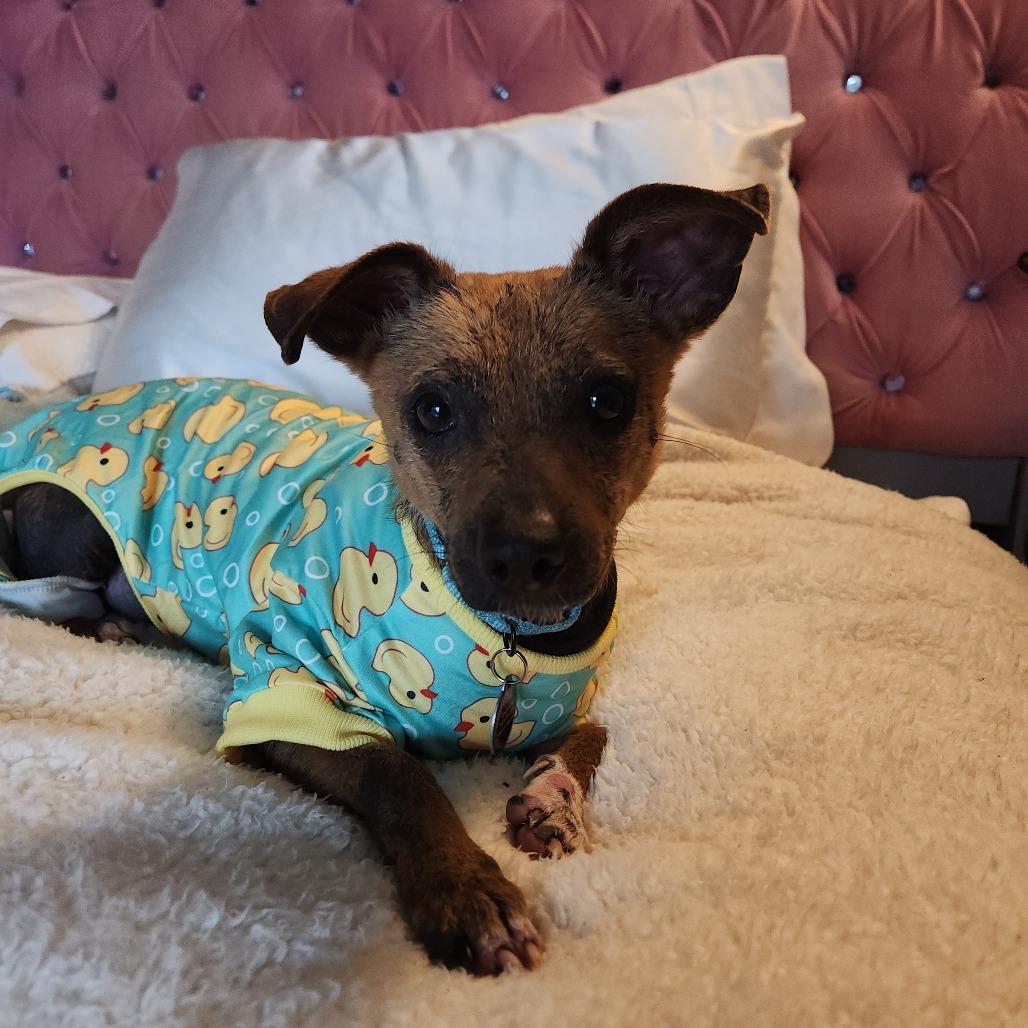 Enlarge Crysta D12448, a Adoptable mixed breed in St. Cloud, MN image 5/6
