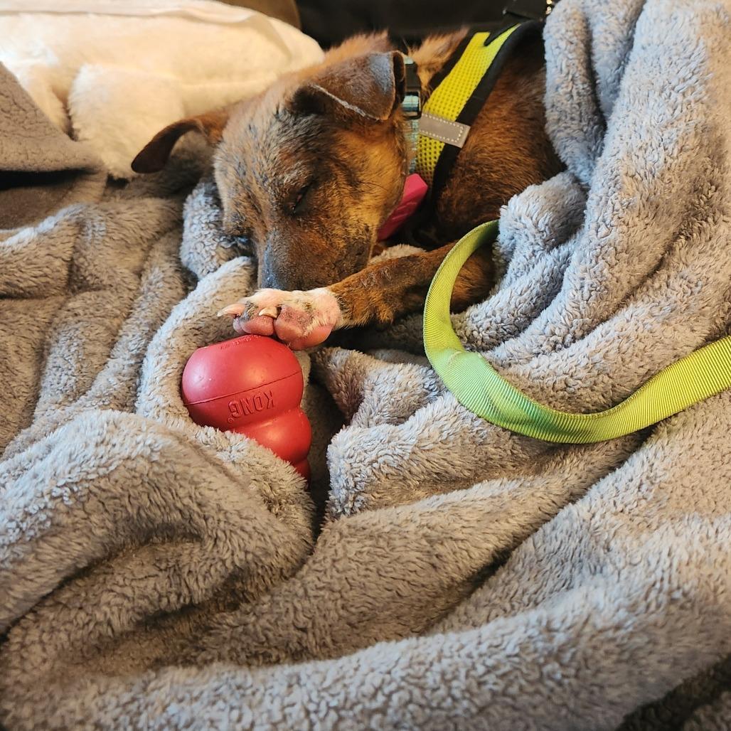 Enlarge Crysta D12448, a Adoptable mixed breed in St. Cloud, MN image 6/6
