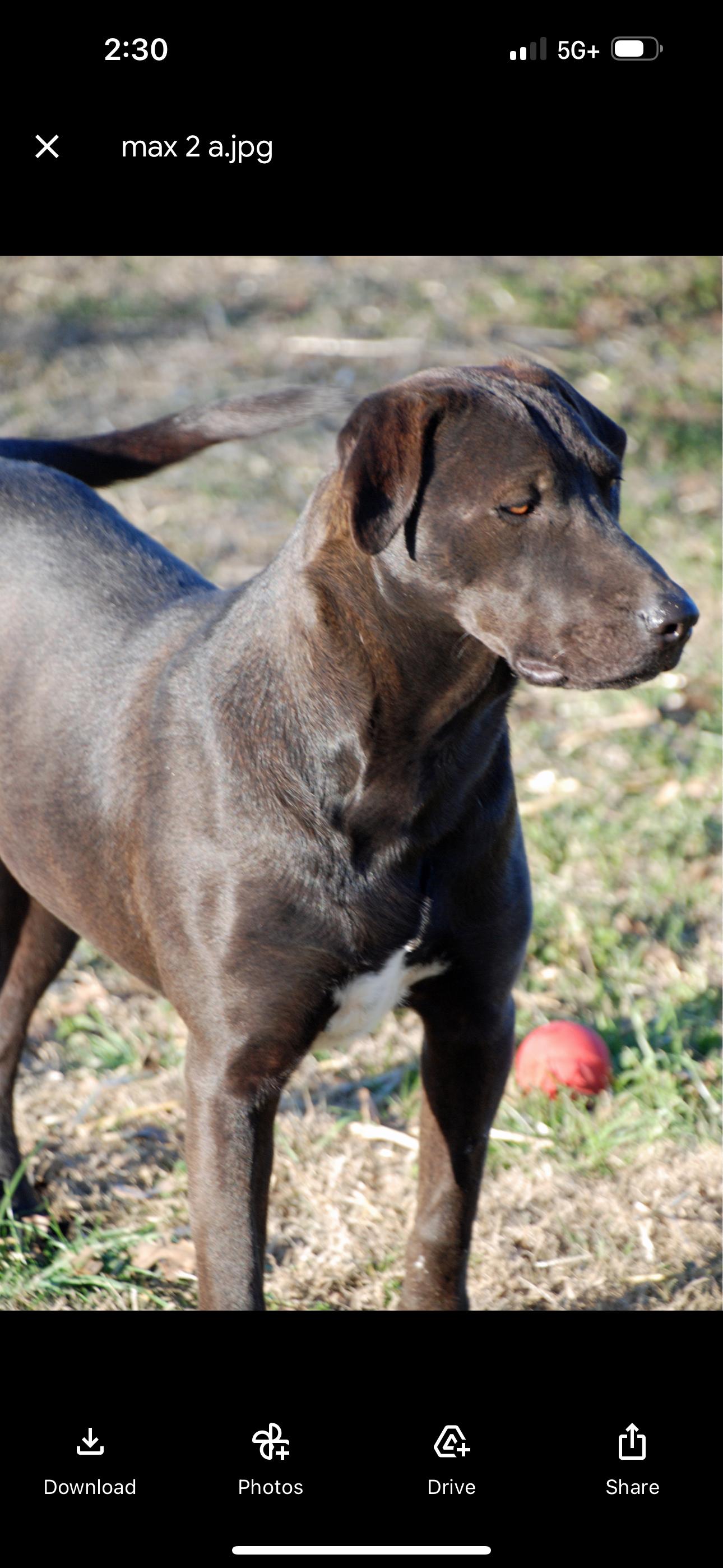 Enlarge Max, a Adoptable mixed breed in Madisonville, TX image 6/6