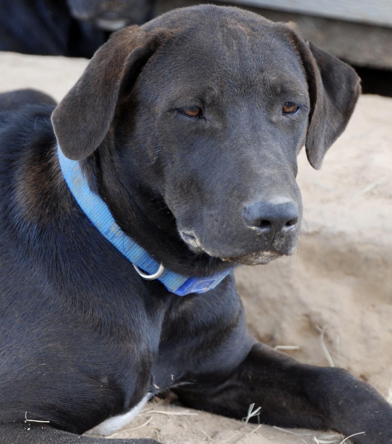 Max, a Adoptable mixed breed in Madisonville, TX image 6/6