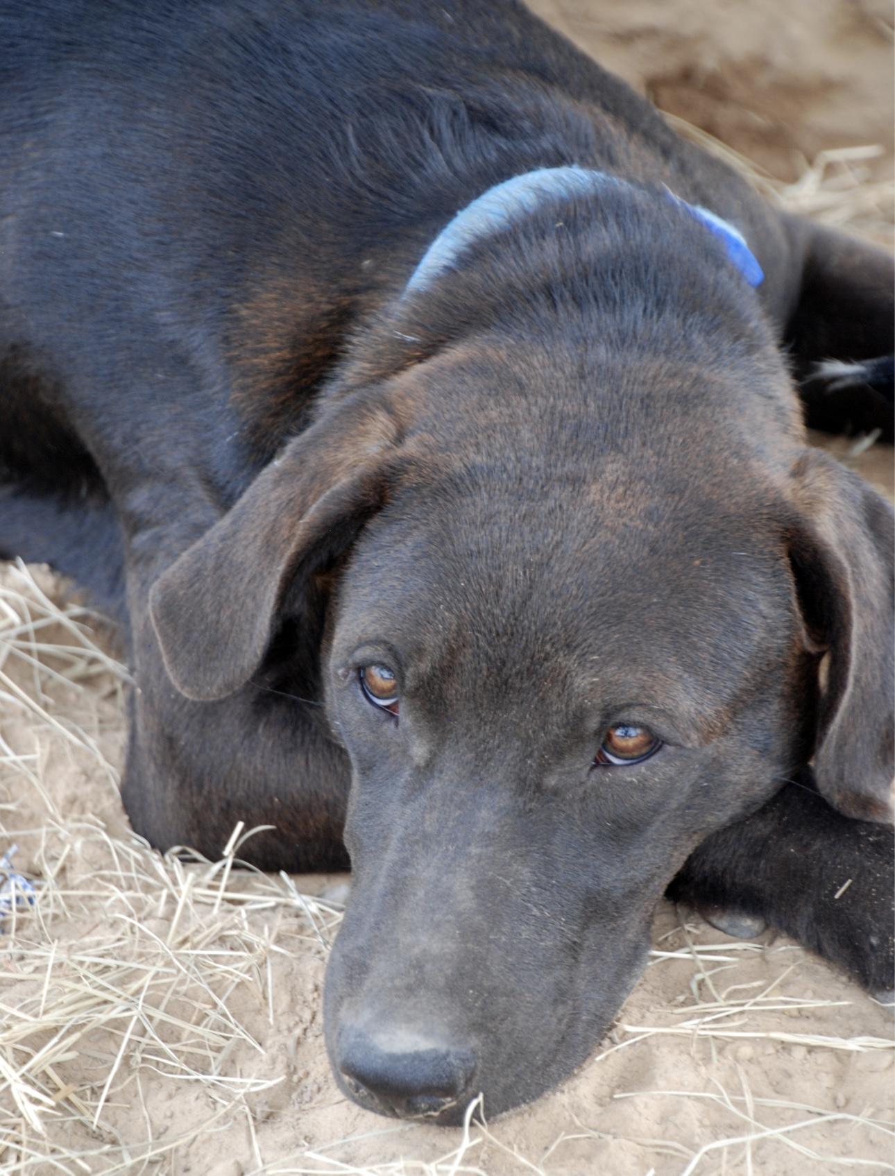 Max, a Adoptable mixed breed in Madisonville, TX image 2/6