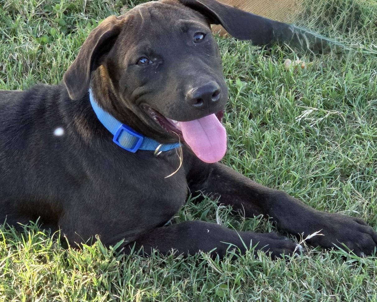 Max, a Adoptable mixed breed in Madisonville, TX image 1/6
