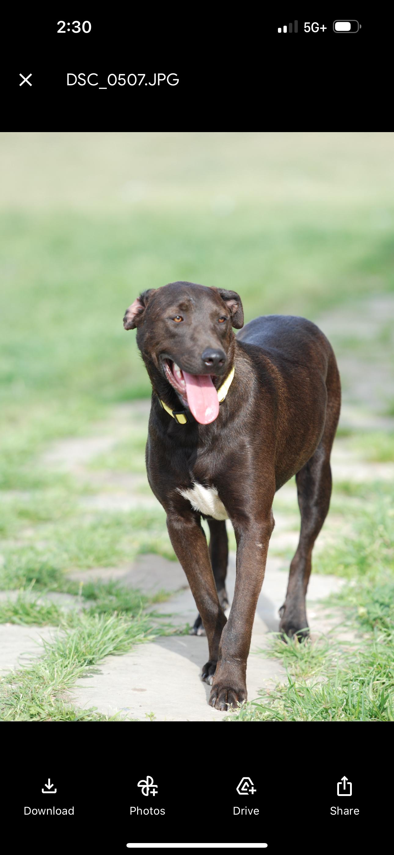 Enlarge Max, a Adoptable mixed breed in Madisonville, TX image 4/6