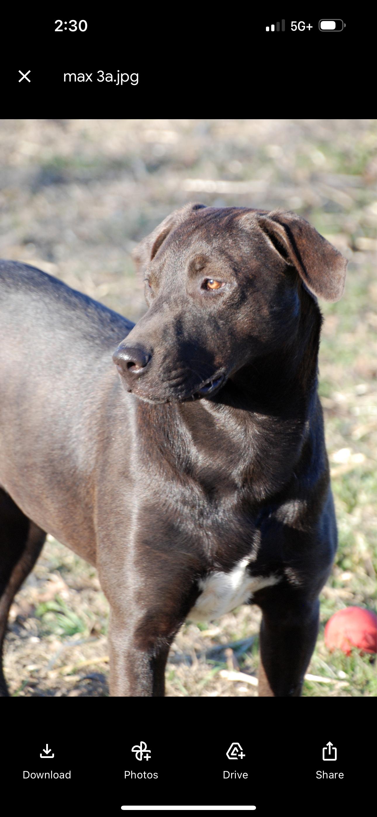 Enlarge Max, a Adoptable mixed breed in Madisonville, TX image 5/6