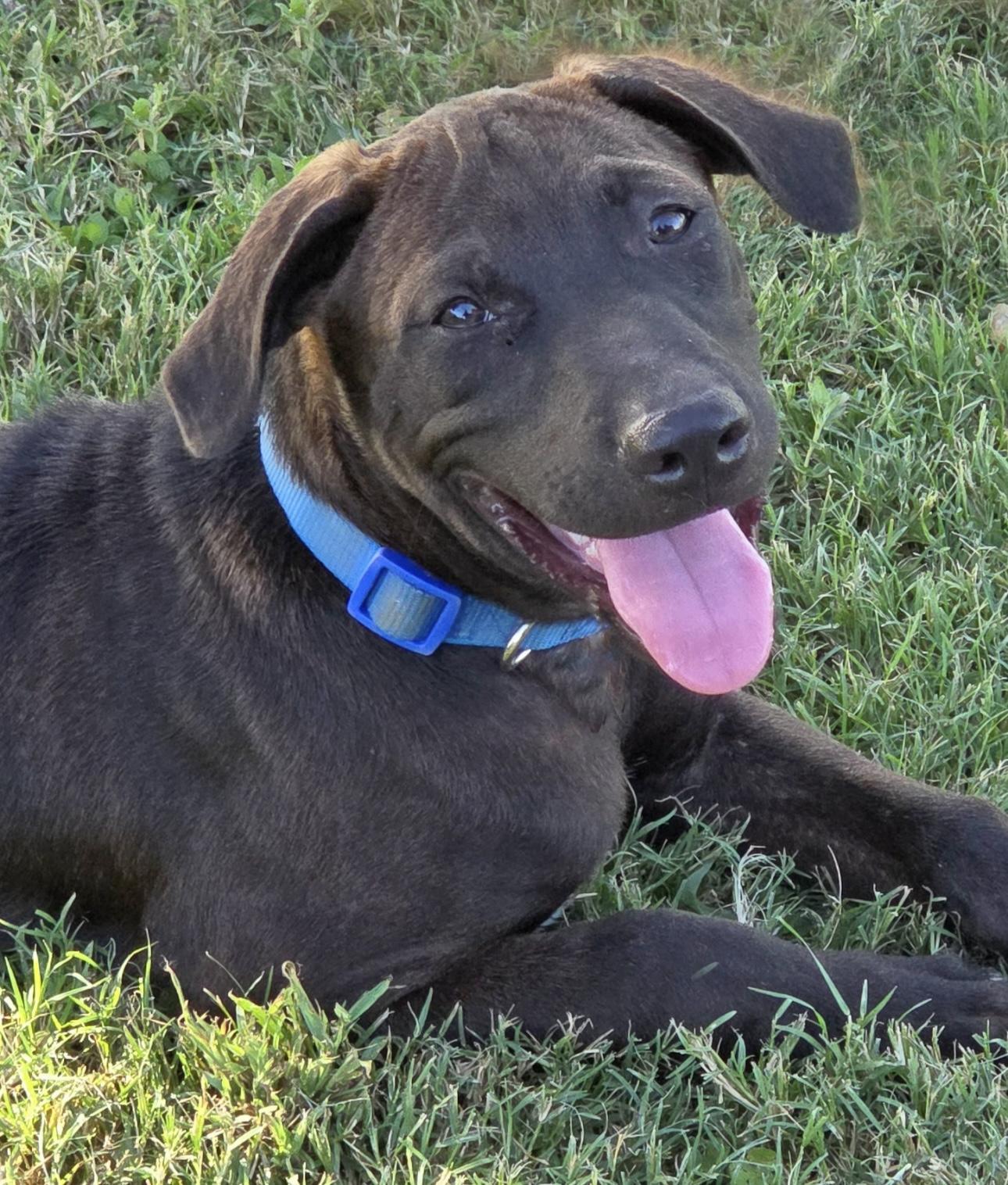 Max, a Adoptable mixed breed in Madisonville, TX image 5/6
