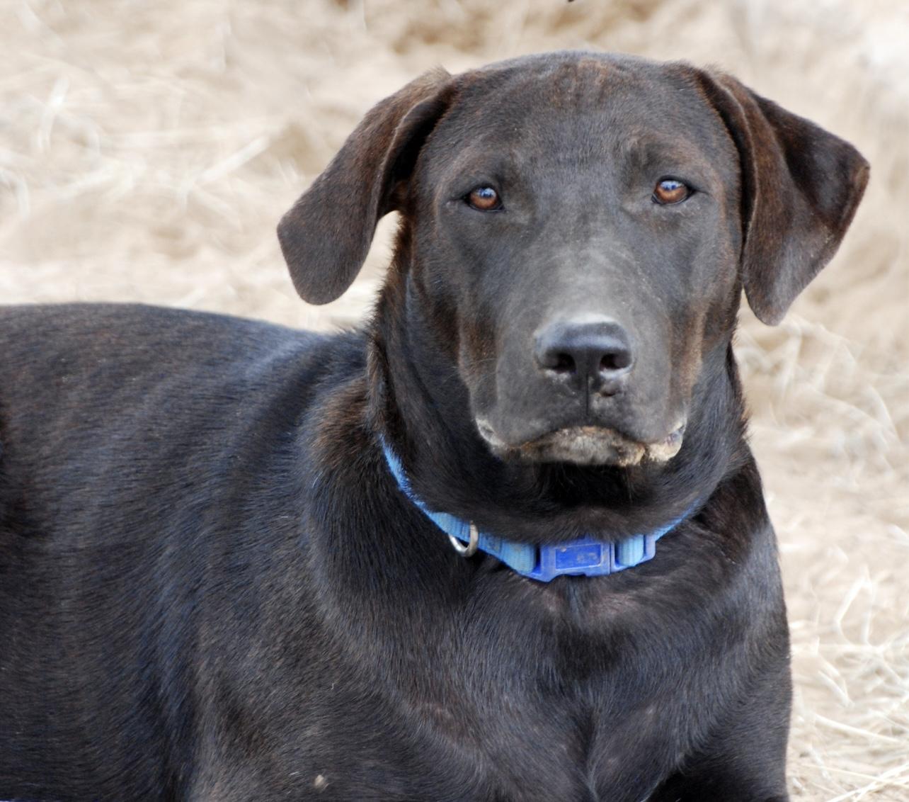 Max, a Adoptable mixed breed in Madisonville, TX image 3/6