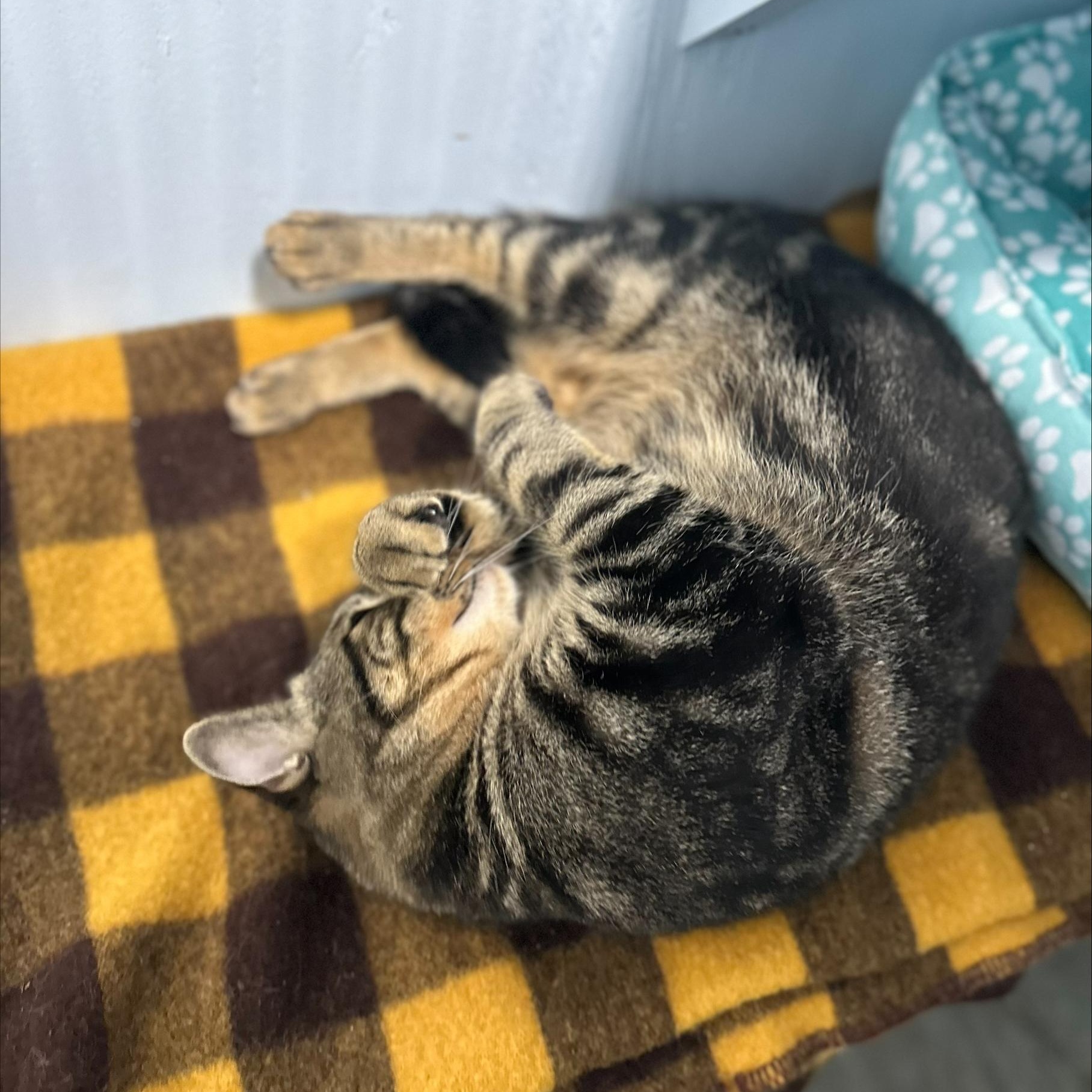 Enlarge Tintu, a Adoptable Tabby in Mission, BC image 4/6