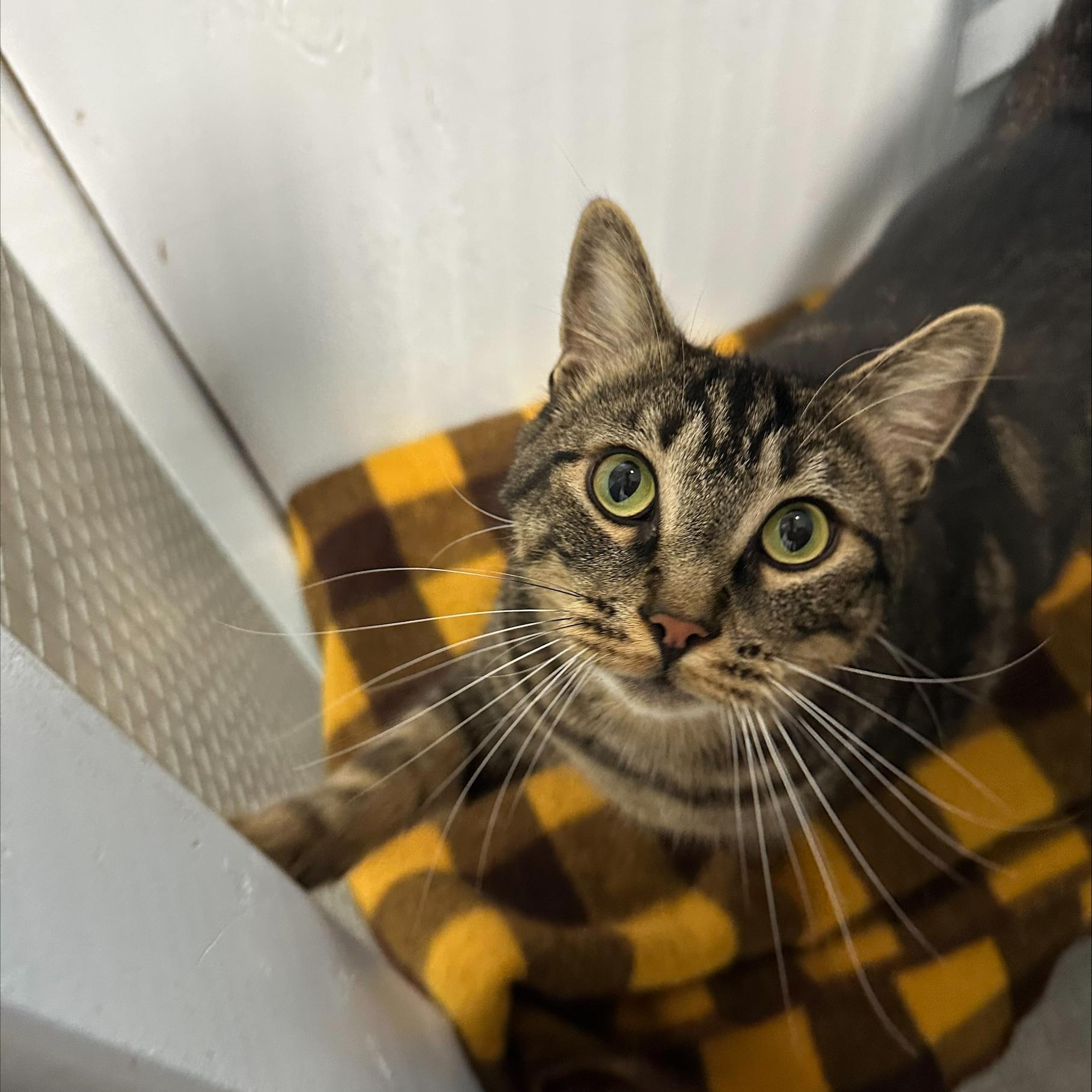 Enlarge Tintu, a Adoptable Tabby in Mission, BC image 1/6