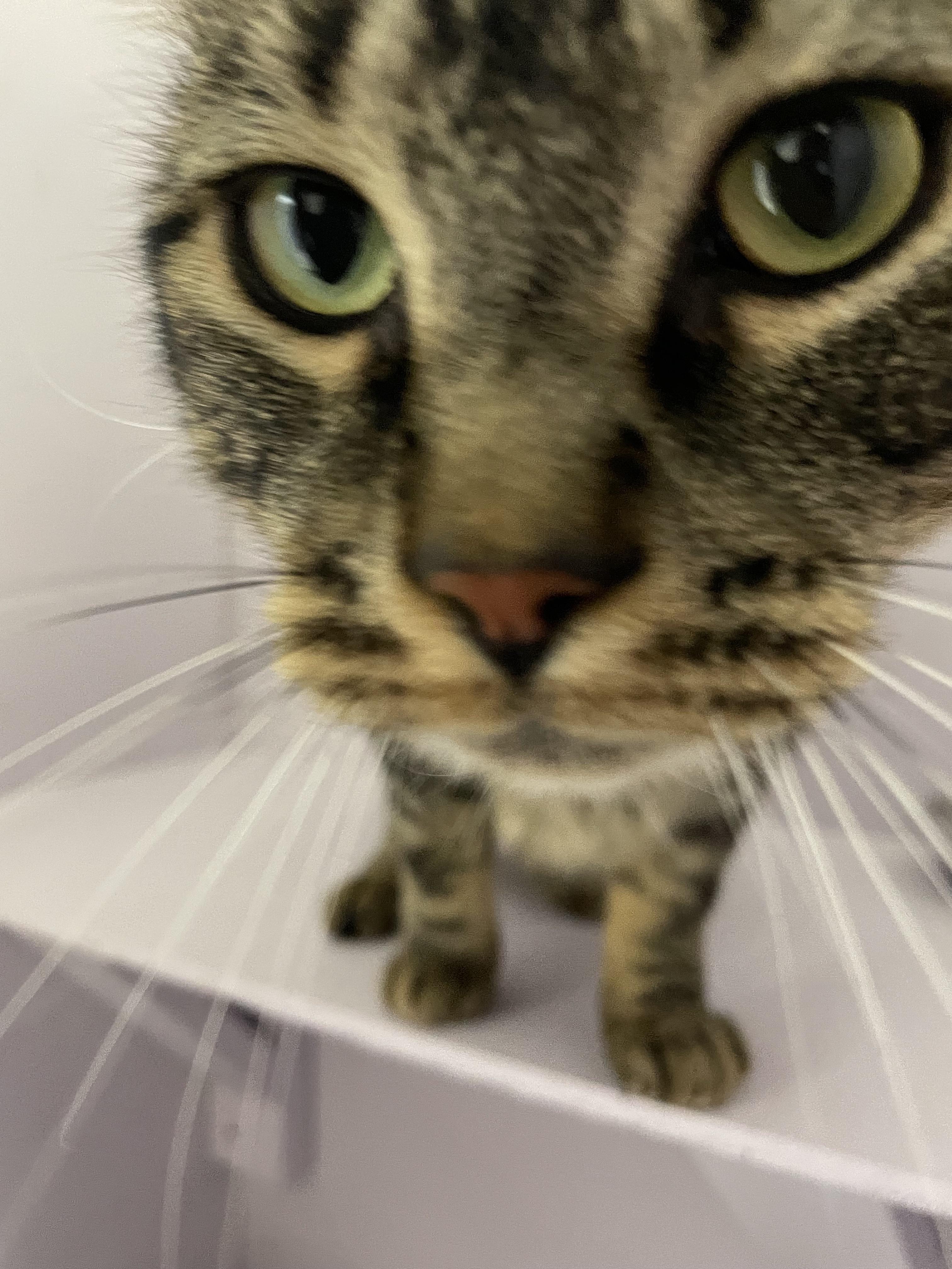 Enlarge Tintu, a Adoptable Tabby in Mission, BC image 5/6