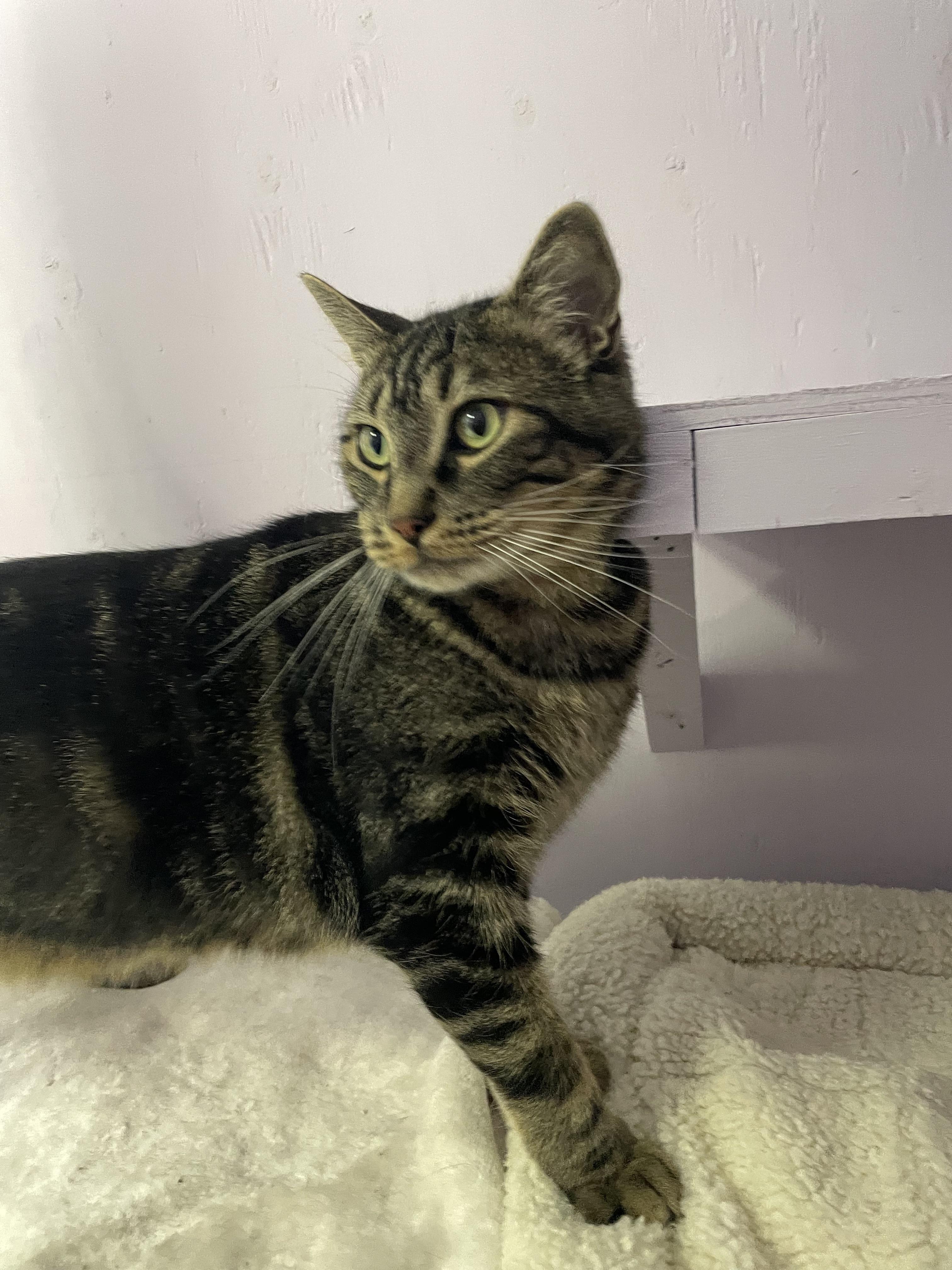 Enlarge Tintu, a Adoptable Tabby in Mission, BC image 6/6