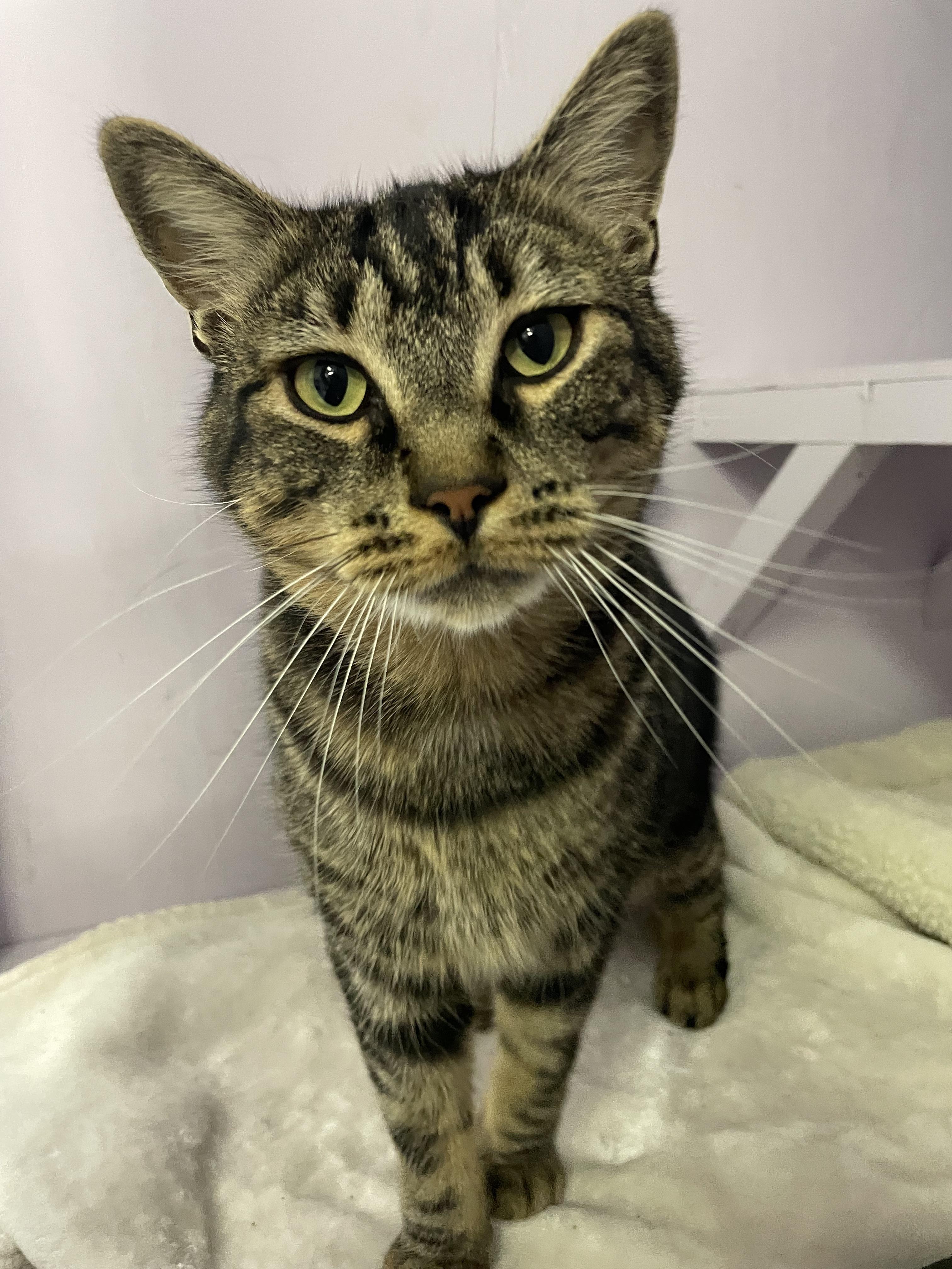 Enlarge Tintu, a Adoptable Tabby in Mission, BC image 2/6