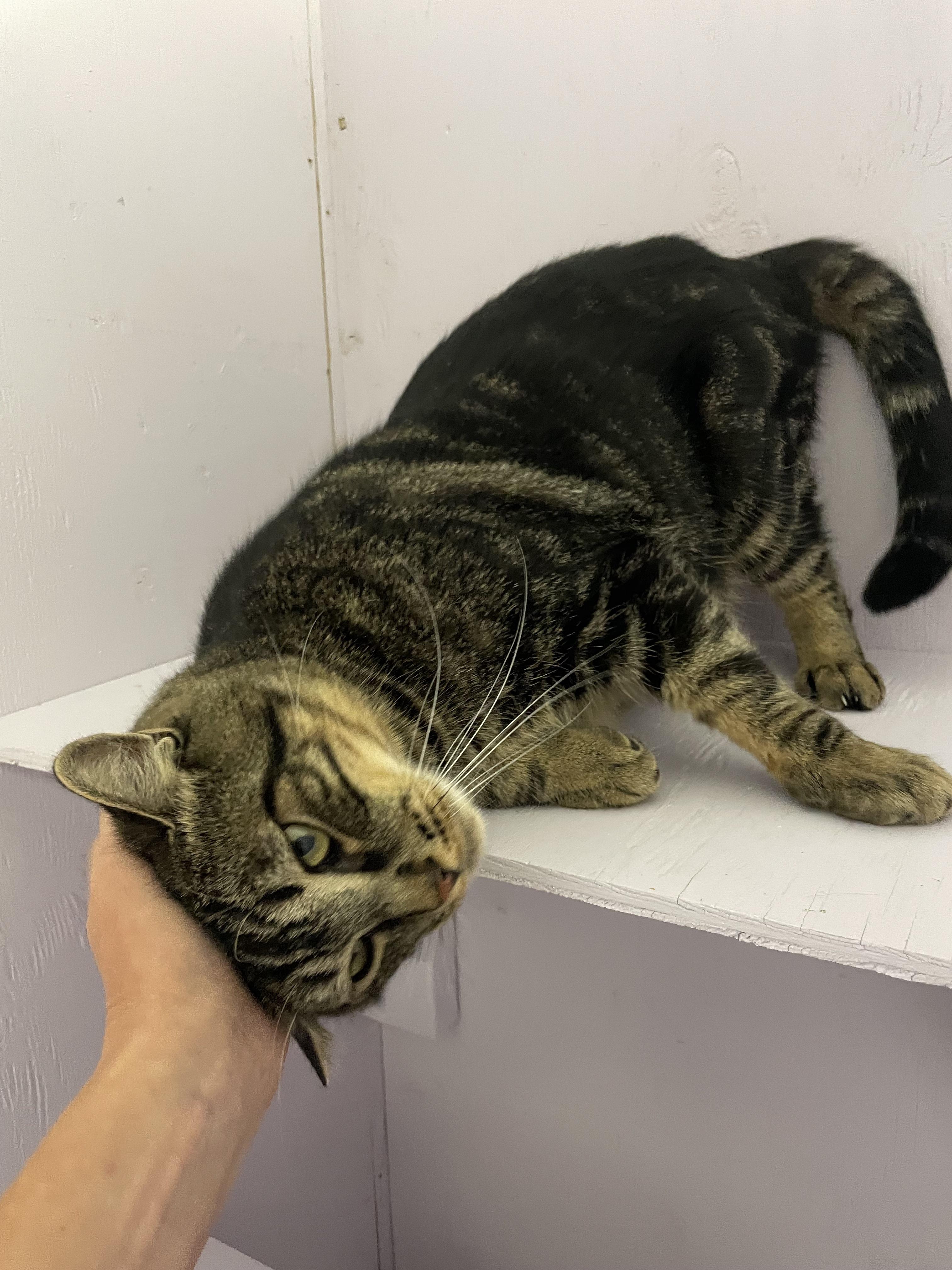 Enlarge Tintu, a Adoptable Tabby in Mission, BC image 3/6