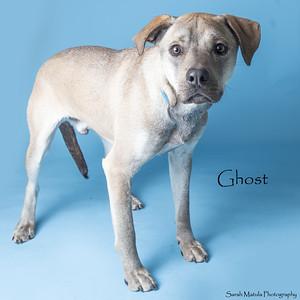 Ghost, Adoptable, Adult Male Shepherd & Mixed Breed.