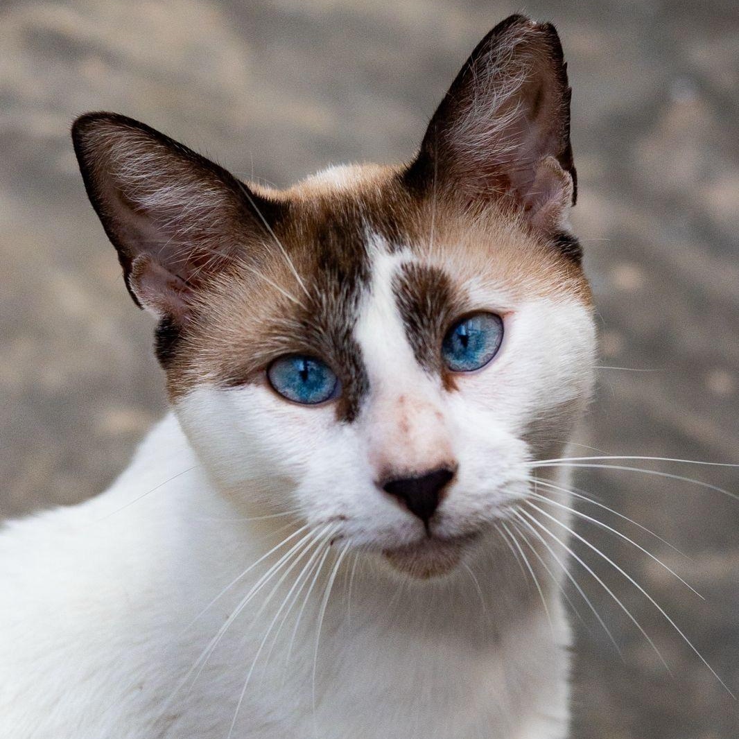 Blue, ADOPTABLE, Adult Male Snowshoe & Domestic Short Hair.
