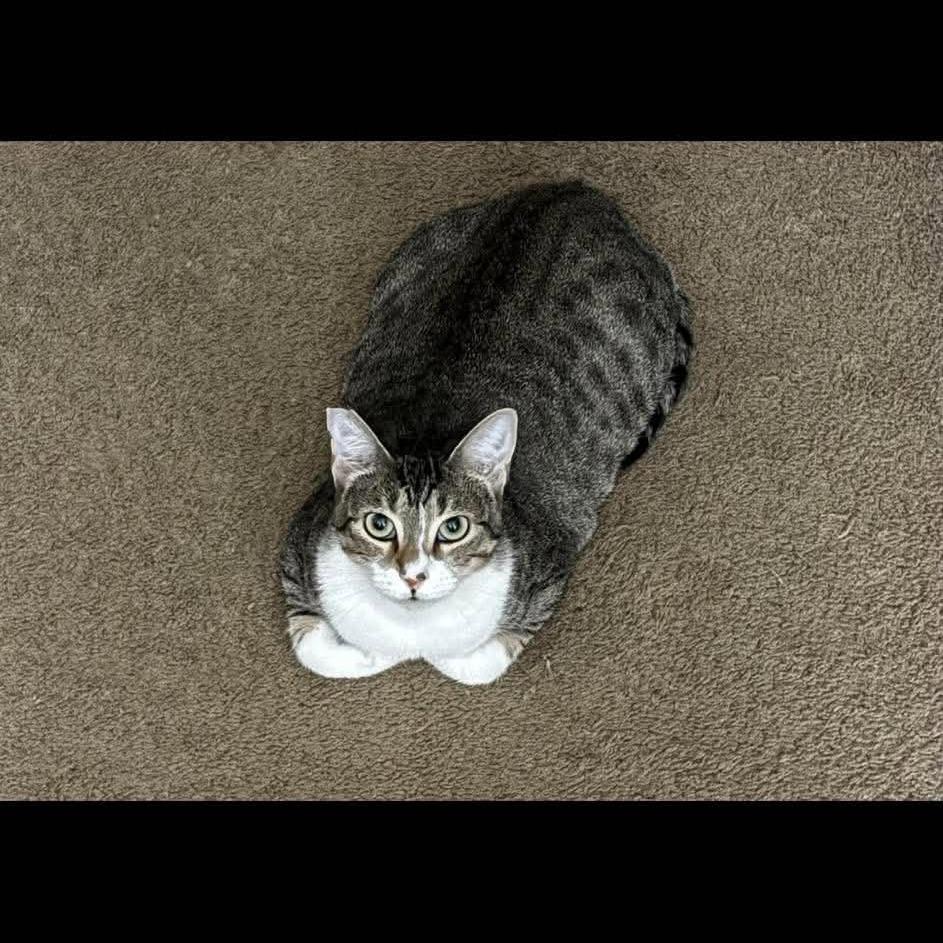 Betty Boop, Adoptable, Adult Female Domestic Short Hair.