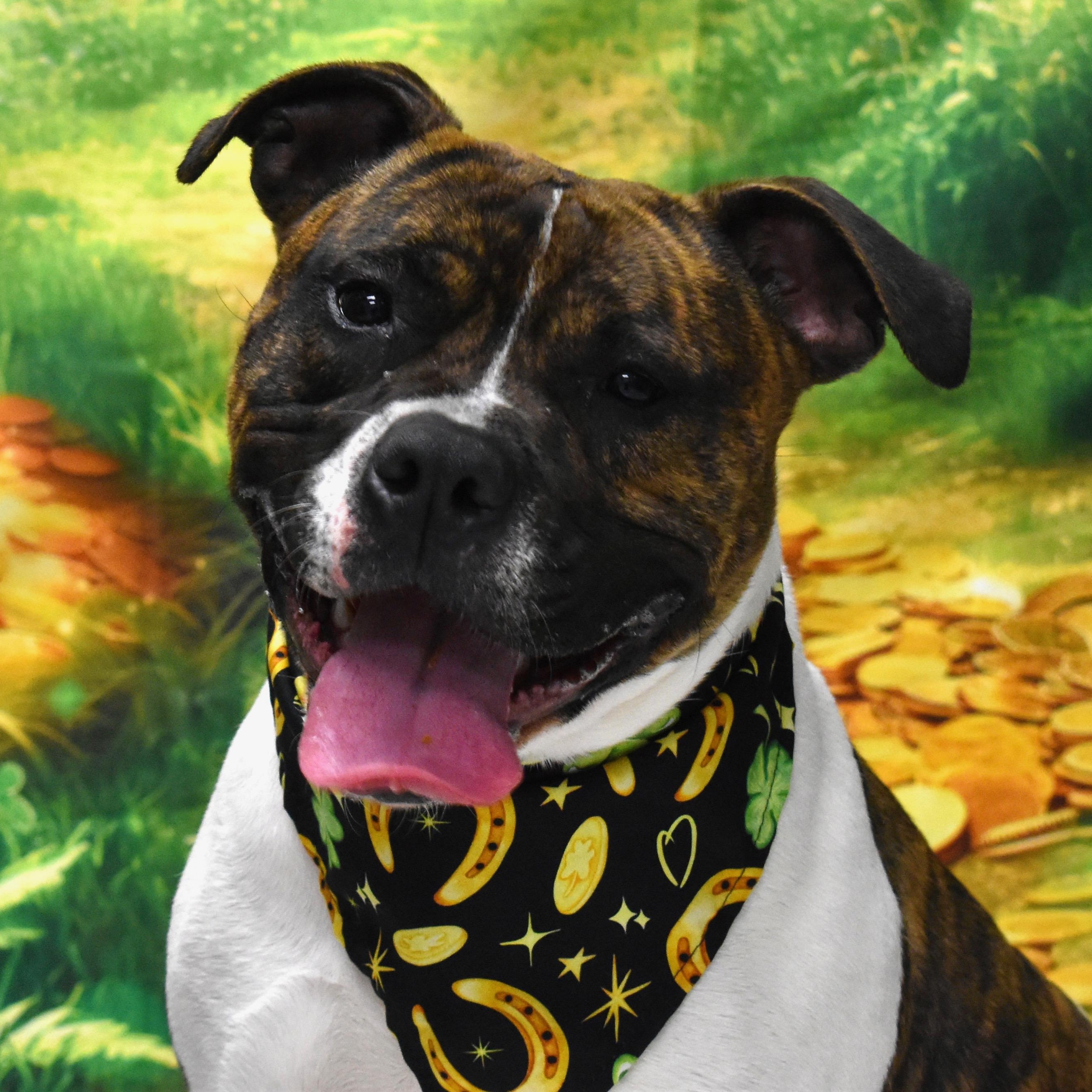 Iris, Adoptable, Adult Female Boxer & Terrier.