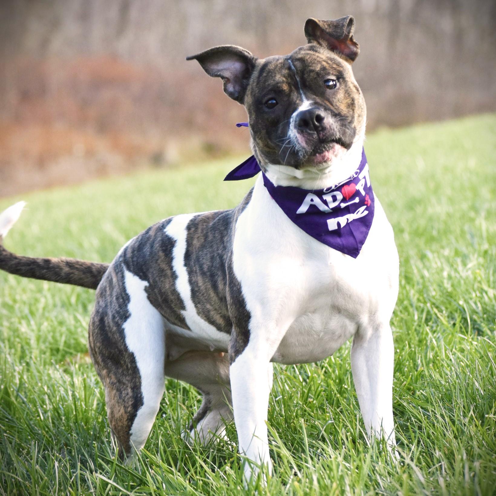 Enlarge Iris, a Adoptable mixed breed in Amsterdam, NY image 4/5