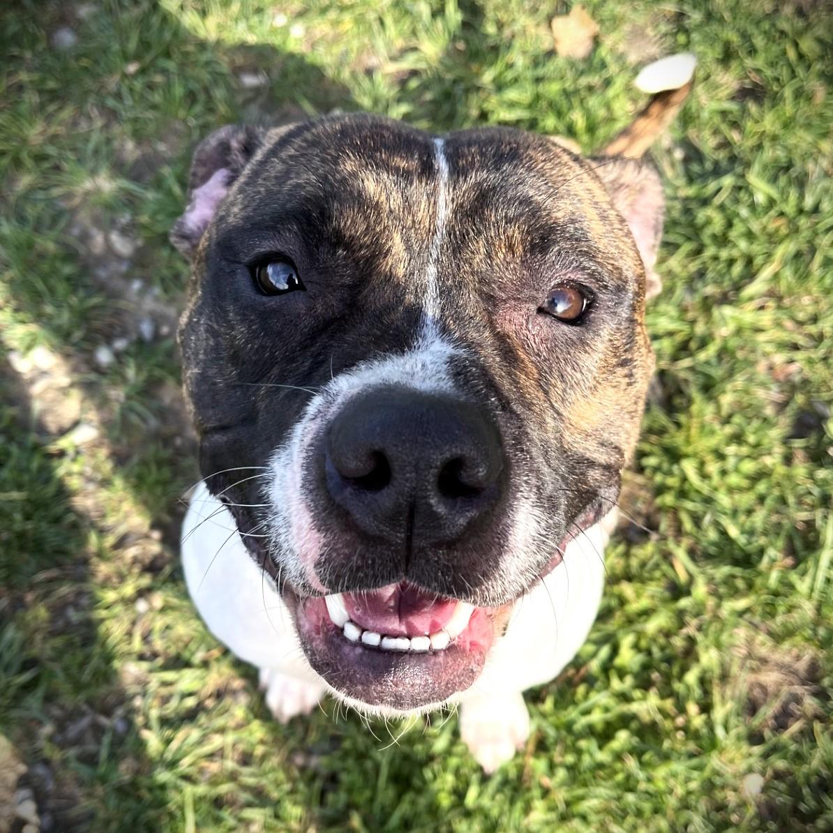 Iris, Adoptable, Adult Female Boxer & Pit Bull Terrier.