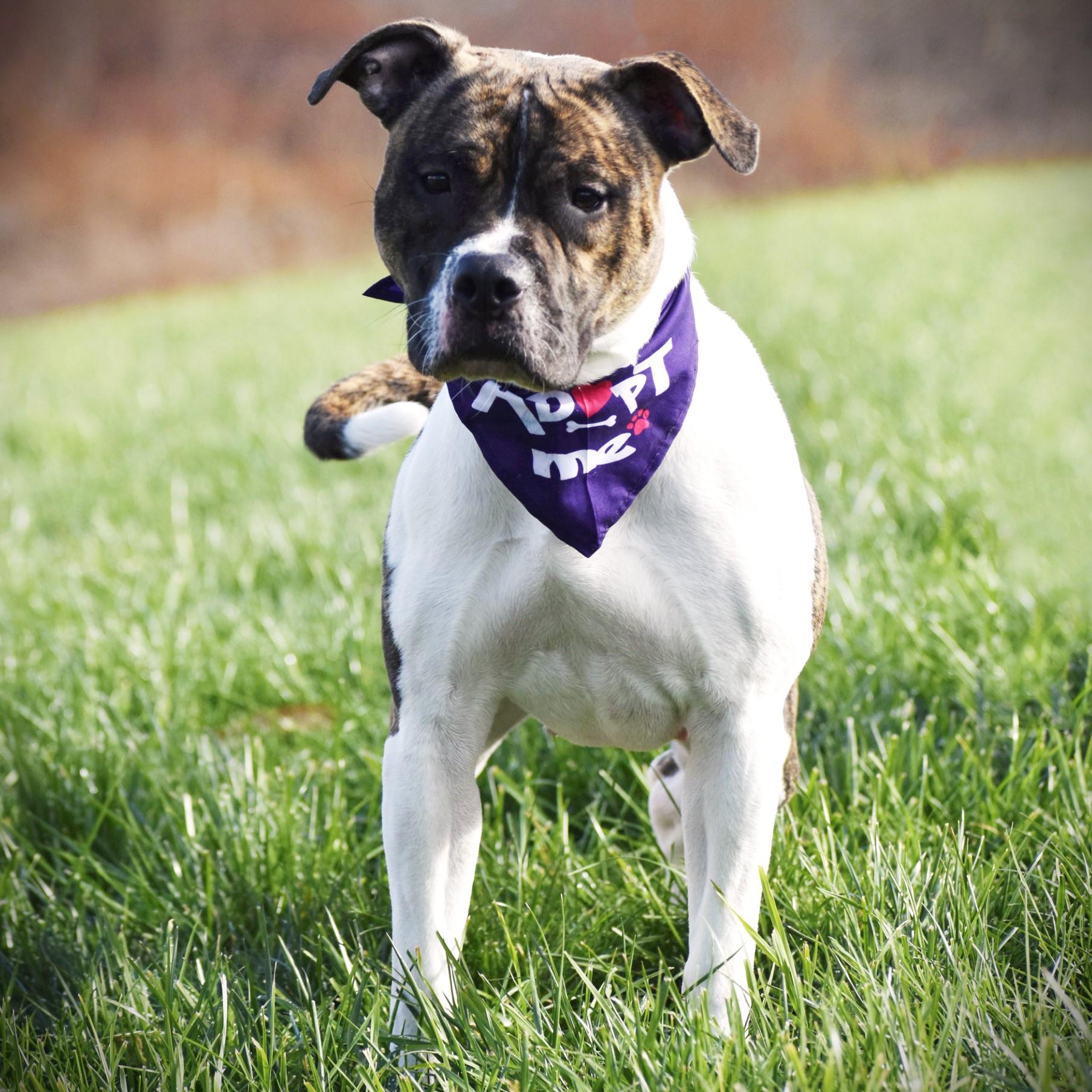 Enlarge Iris, a Adoptable mixed breed in Amsterdam, NY image 5/5