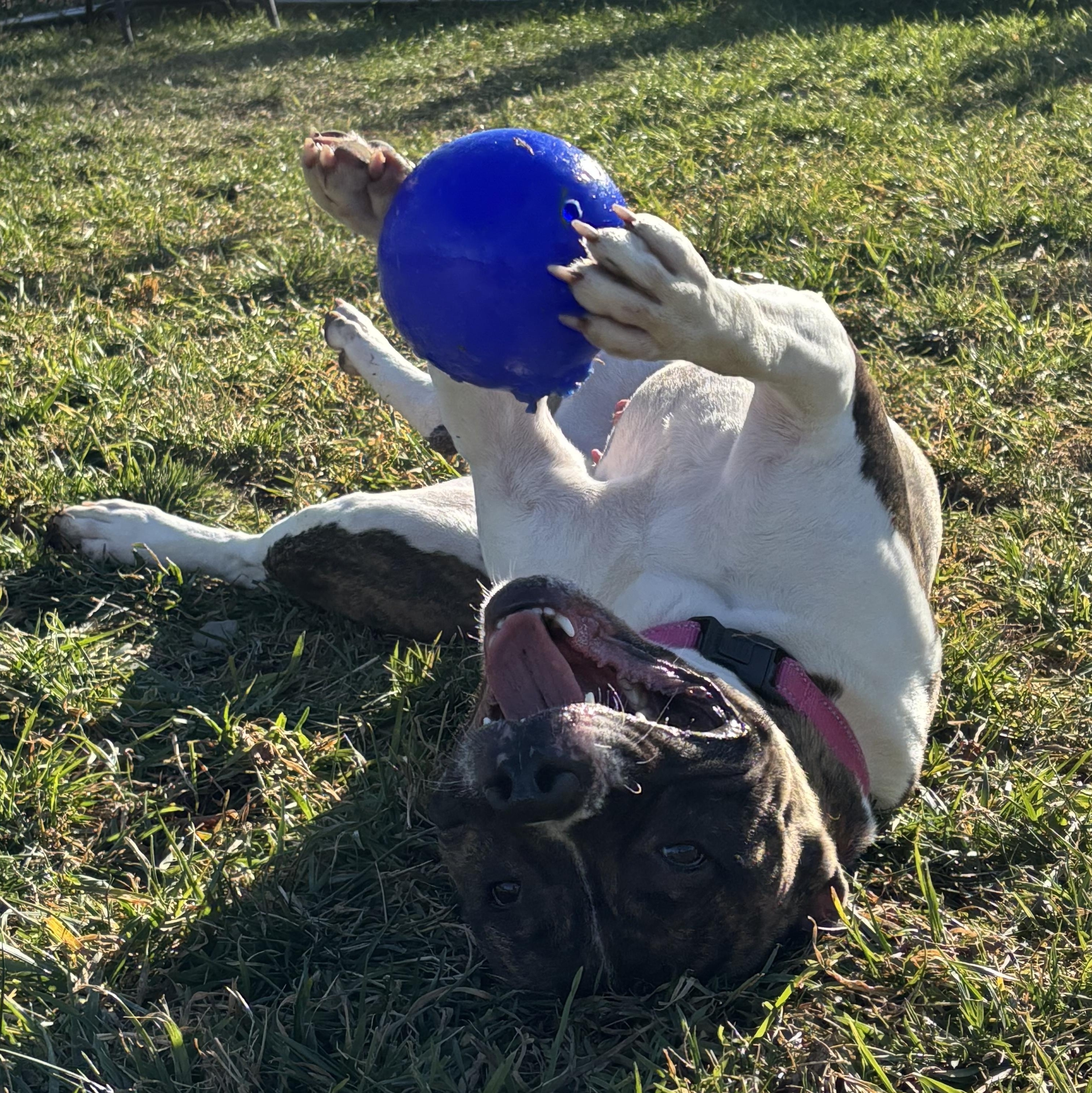 Enlarge Iris, a Adoptable mixed breed in Amsterdam, NY image 2/5