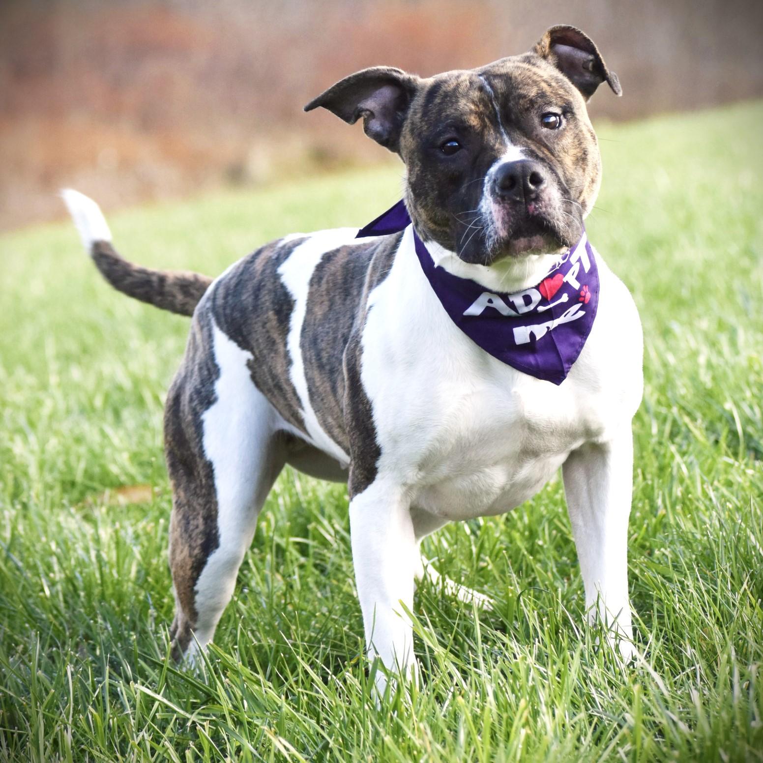 Enlarge Iris, a Adoptable mixed breed in Amsterdam, NY image 3/5