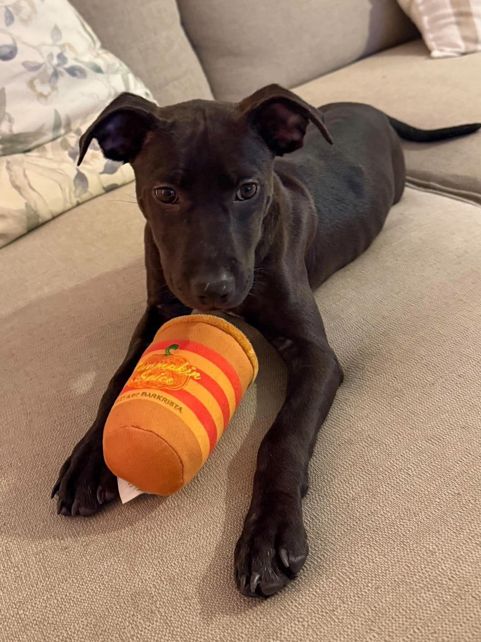 Lux, Adoptable, Puppy Female American Staffordshire Terrier.