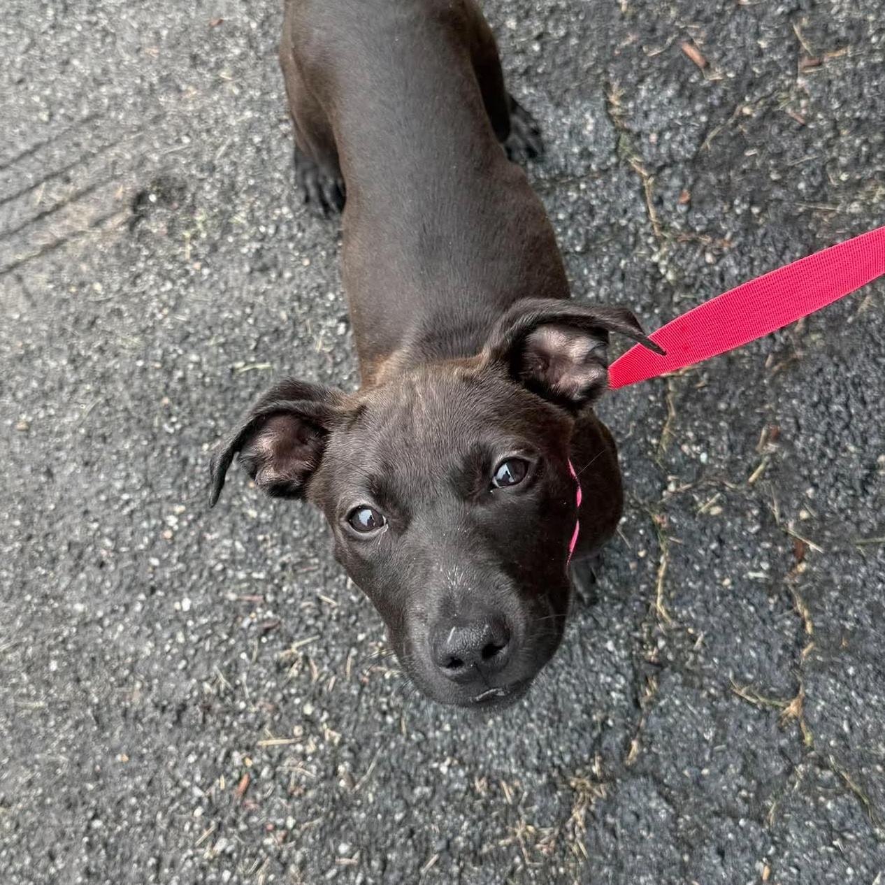 Enlarge Lux, a Adoptable mixed breed in Highland, NY image 5/5