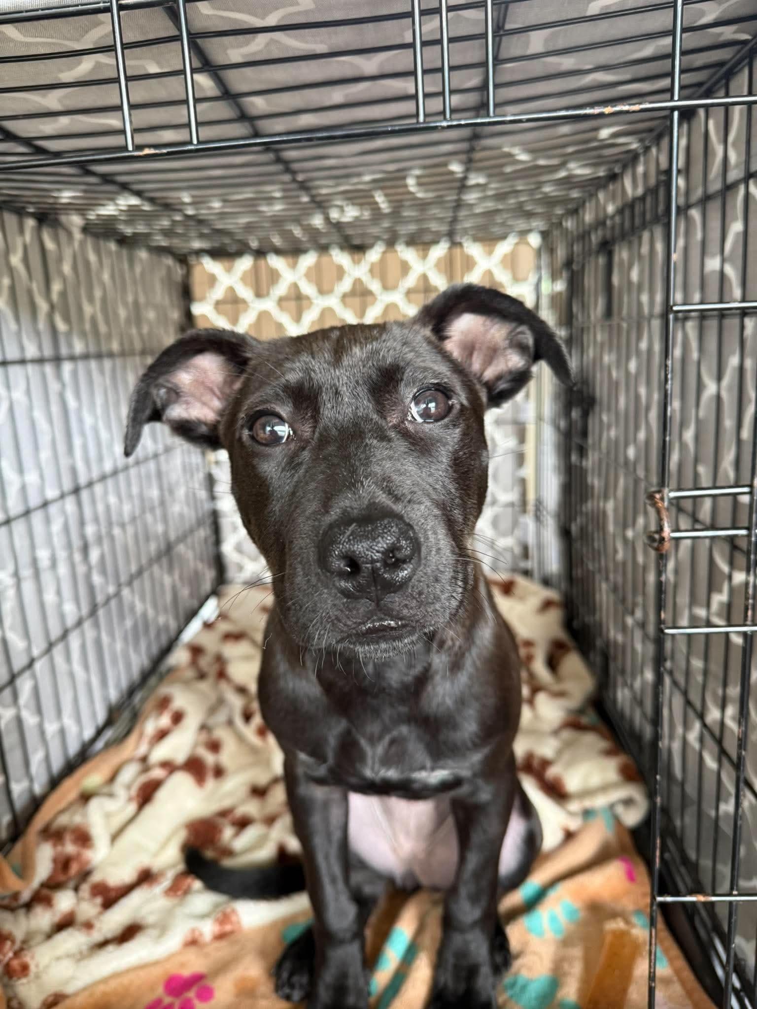 Enlarge Lux, a Adoptable mixed breed in Highland, NY image 3/5