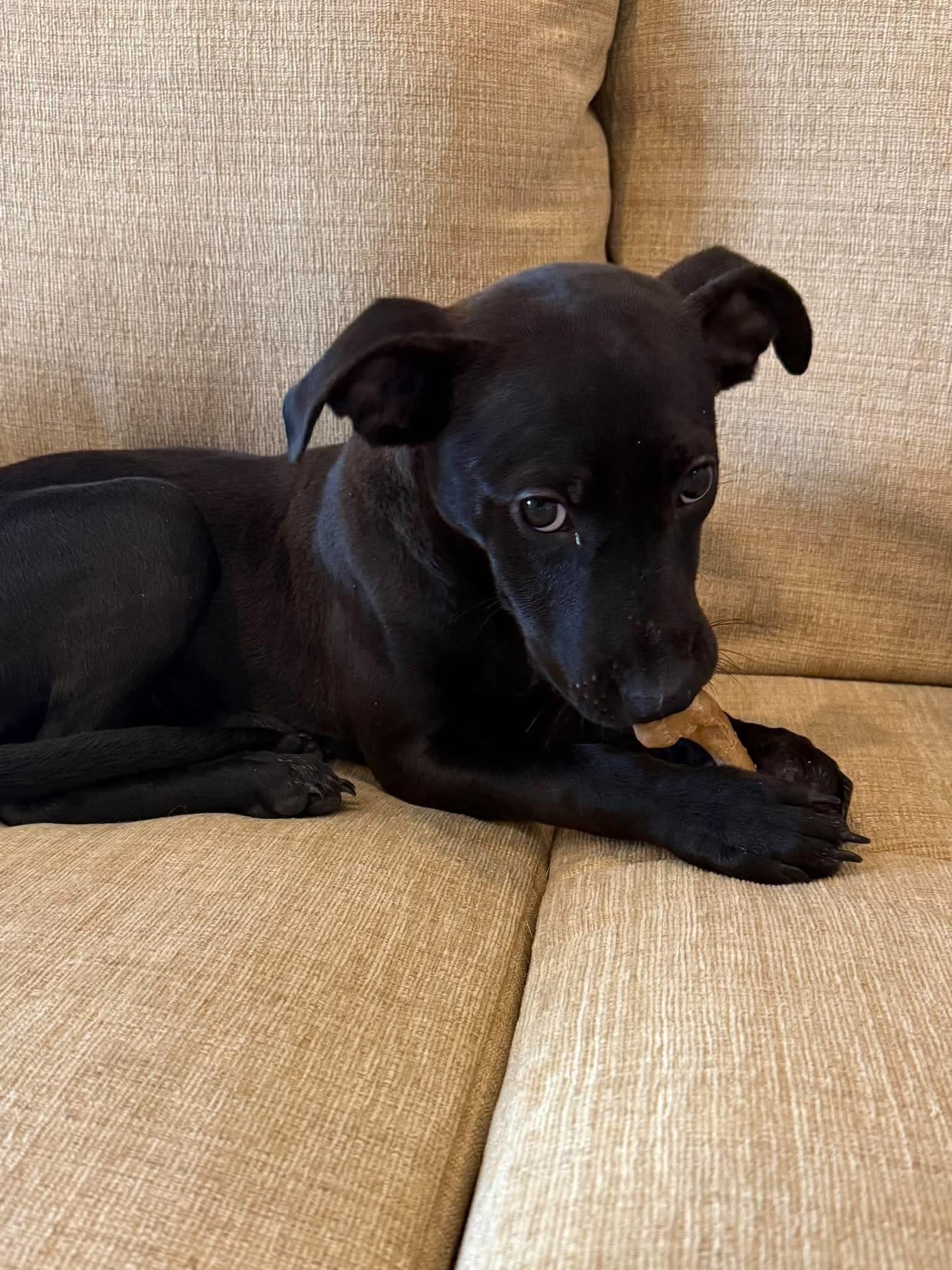 Enlarge Lux, a Adoptable mixed breed in Highland, NY image 4/5