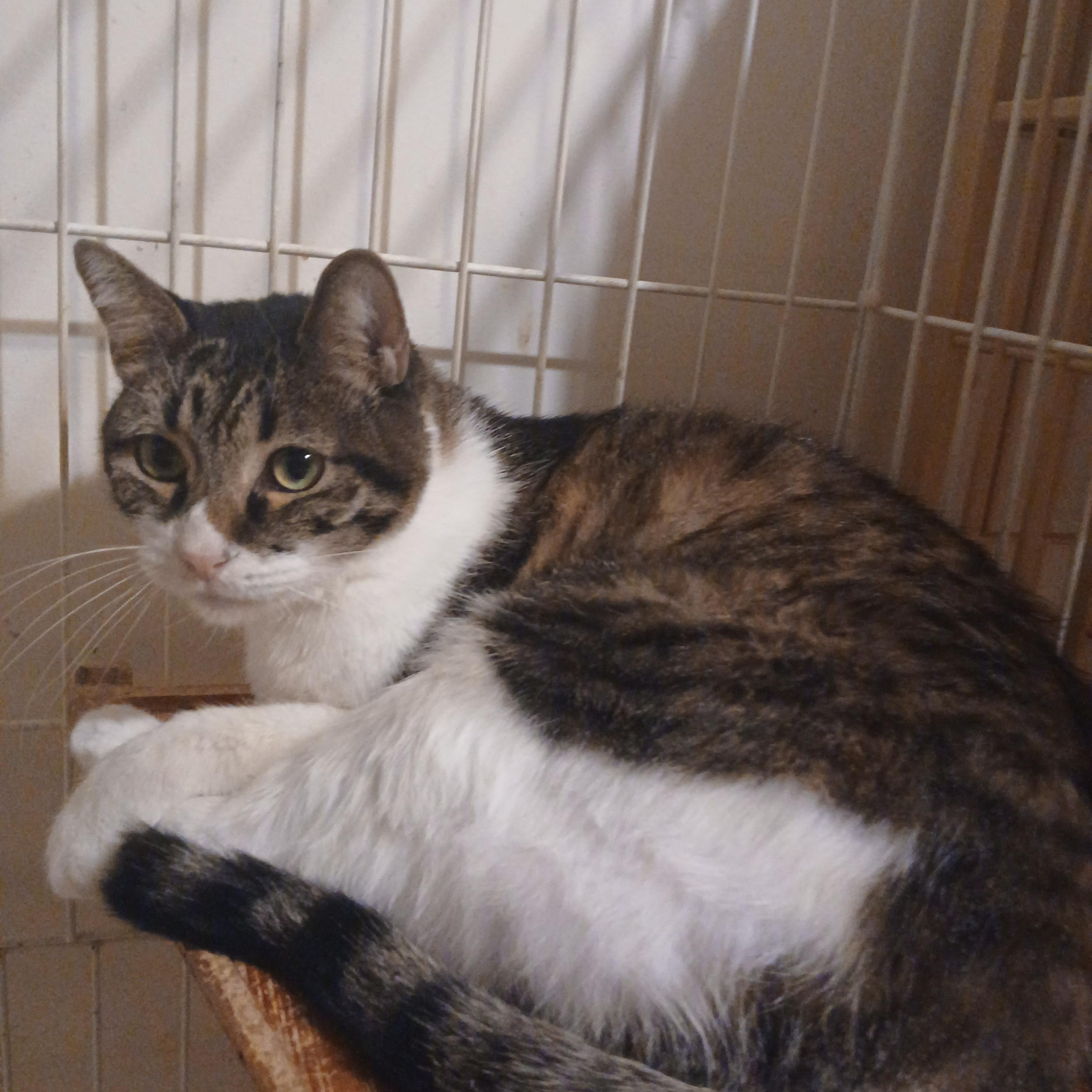 Chakra, an adoptable Domestic Short Hair, Tabby in Desert Hot Springs, CA, 92240 | Photo Image 3