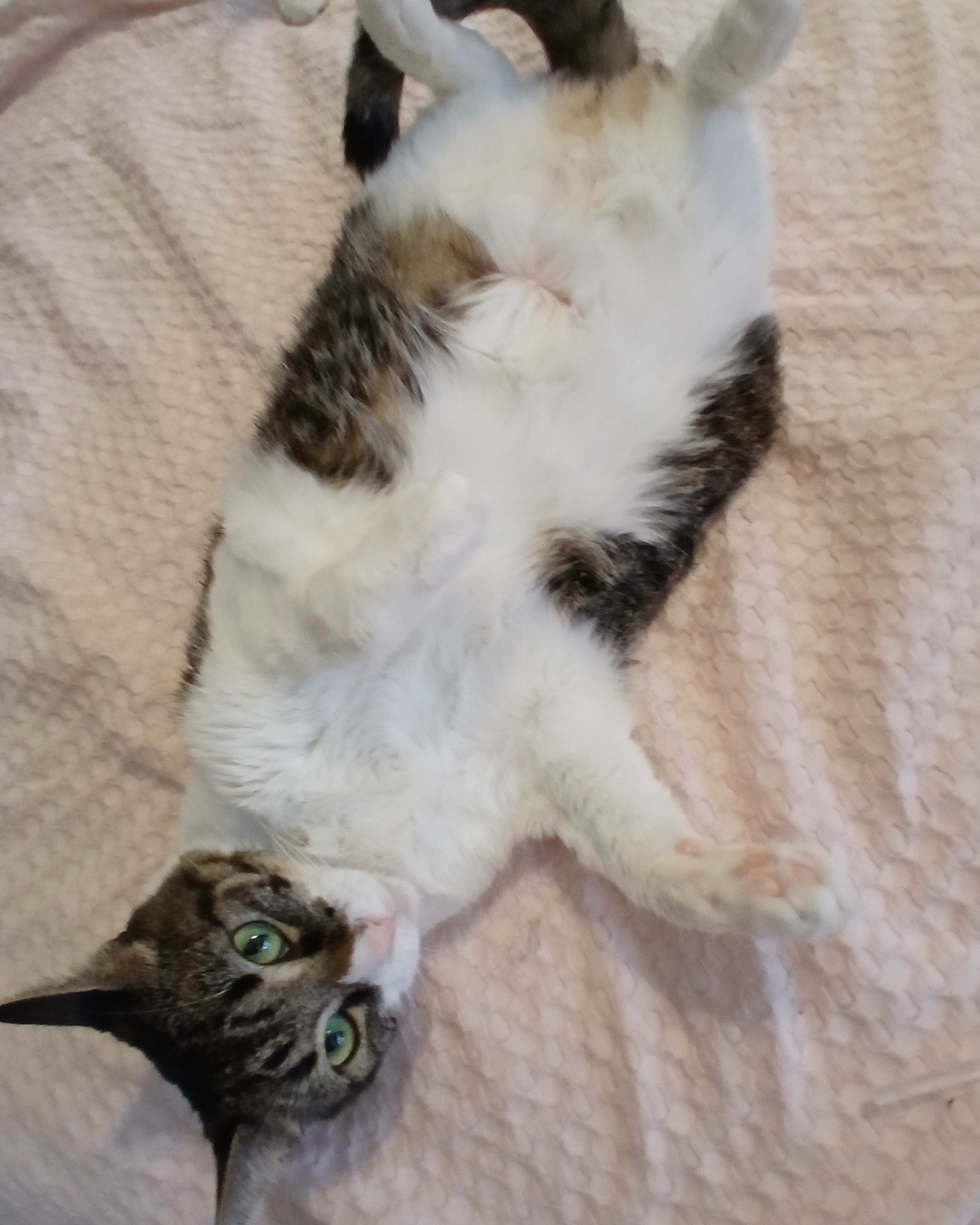 Enlarge Chakra, a hold mixed breed in Desert Hot Springs, CA image 5/6