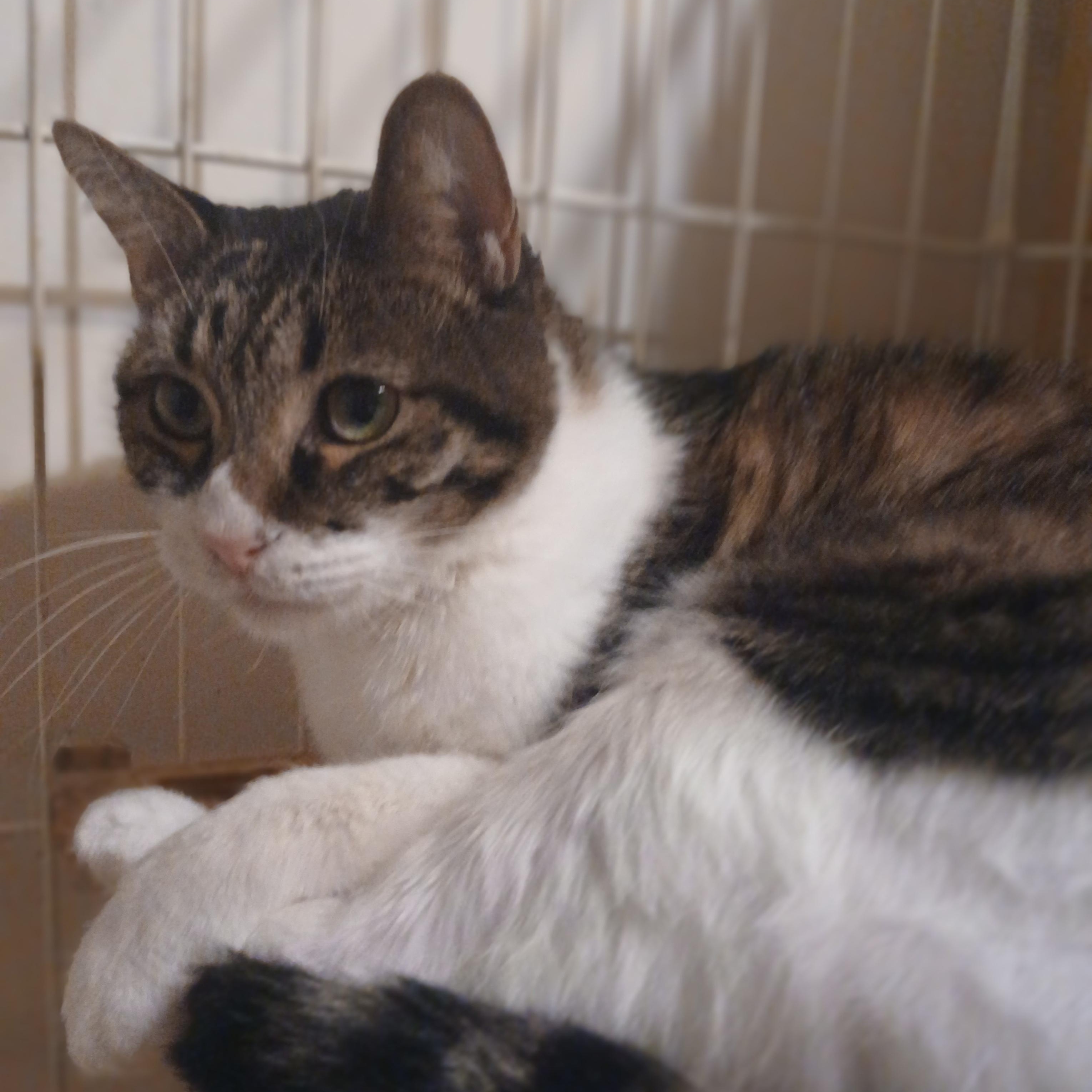 Chakra, an adoptable Domestic Short Hair, Tabby in Desert Hot Springs, CA, 92240 | Photo Image 5