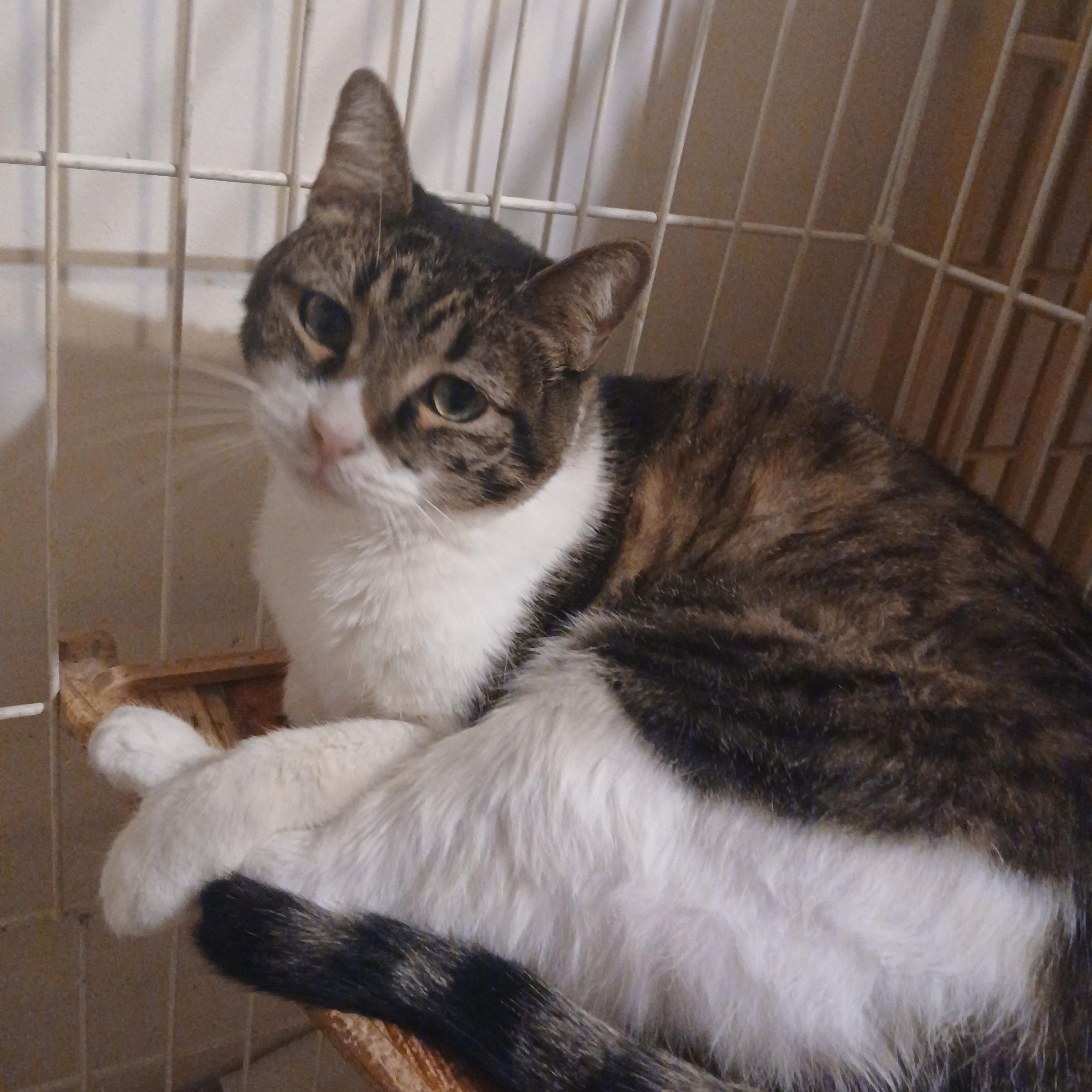 Chakra, an adoptable Domestic Short Hair, Tabby in Desert Hot Springs, CA, 92240 | Photo Image 6