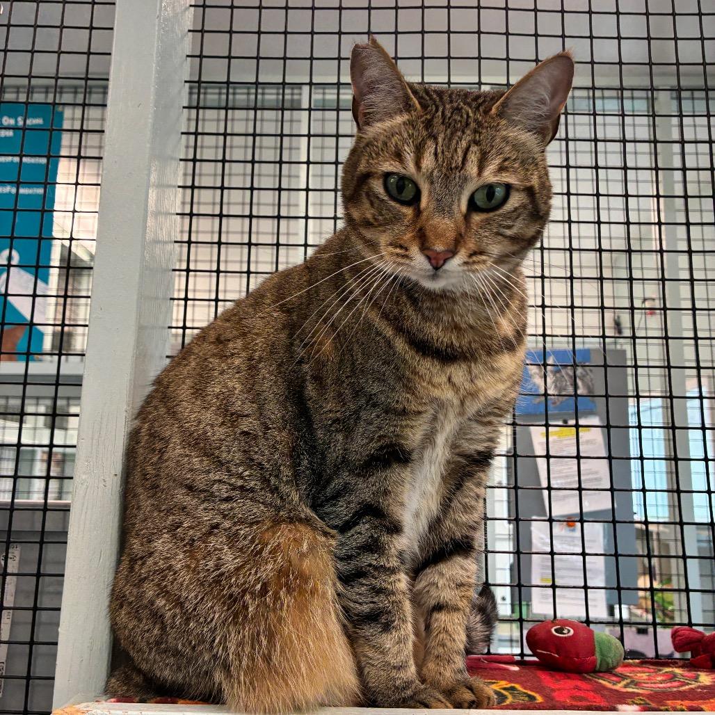 Enlarge Maddie, a Adoptable Domestic Short Hair in Redwood City, CA image 1/4