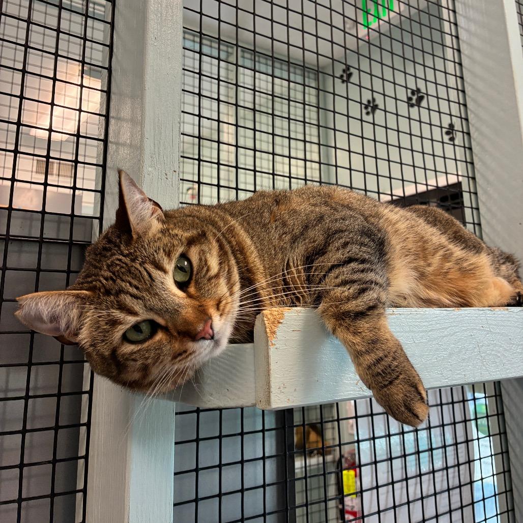 Enlarge Maddie, a Adoptable Domestic Short Hair in Redwood City, CA image 3/4