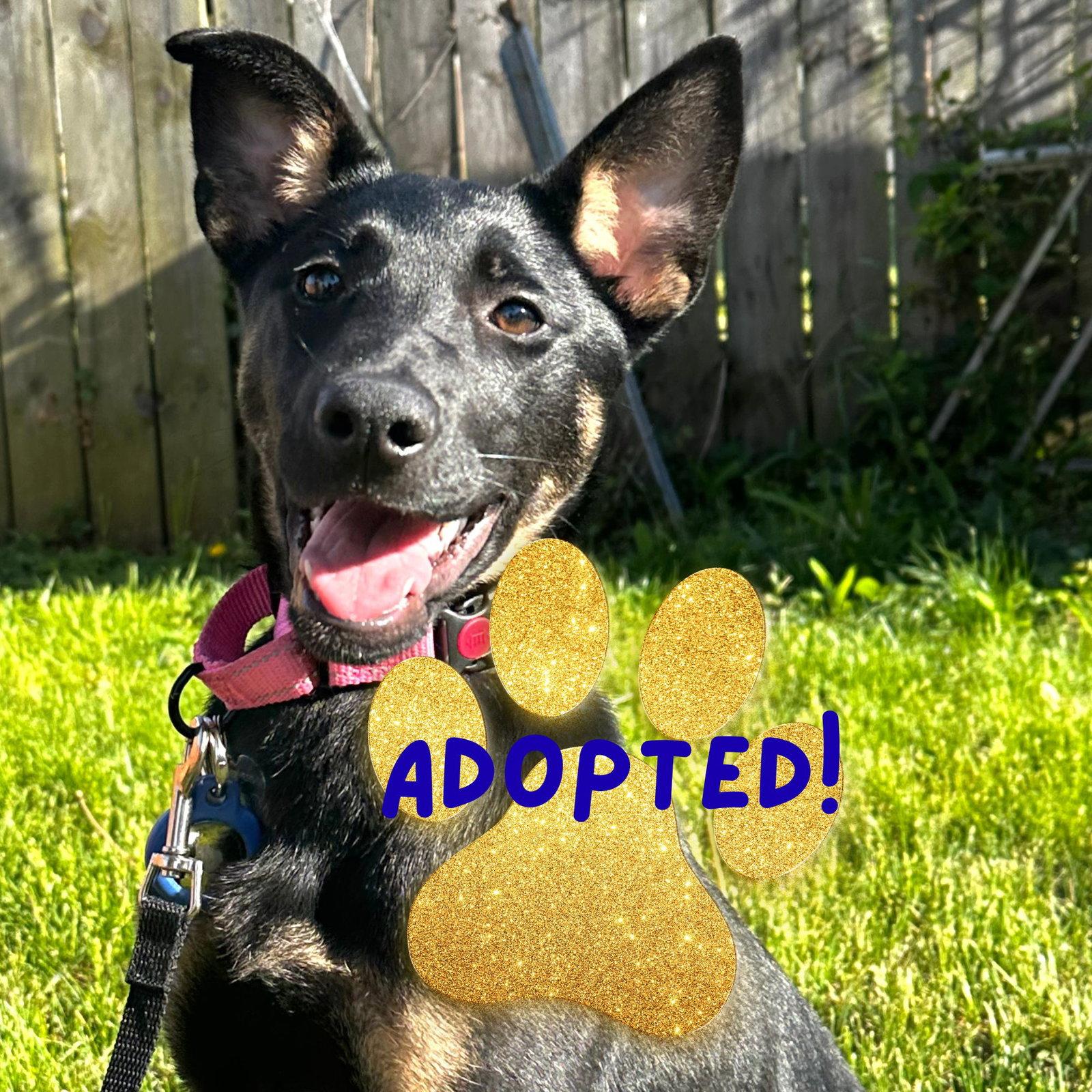 Lola, a Adopted mixed breed in Baltimore, MD image 3/3