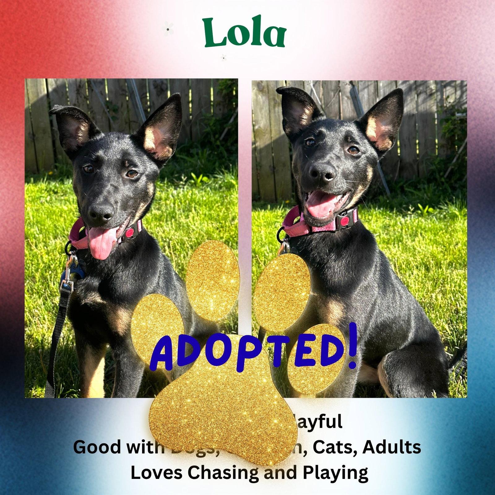 Enlarge Lola, a Adoptable mixed breed in Baltimore, MD image 3/3
