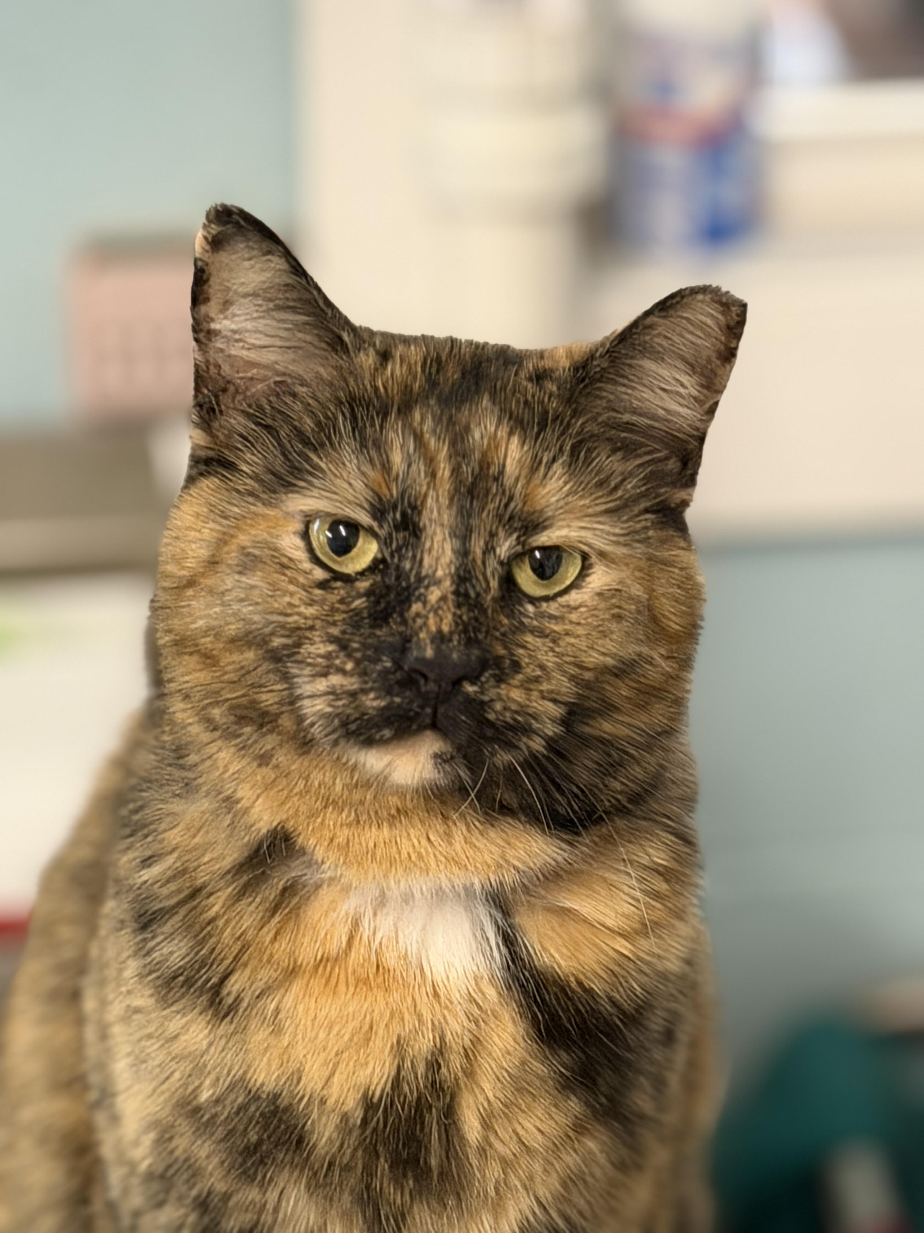 Izzy, adopted, Young Female Domestic Short Hair.