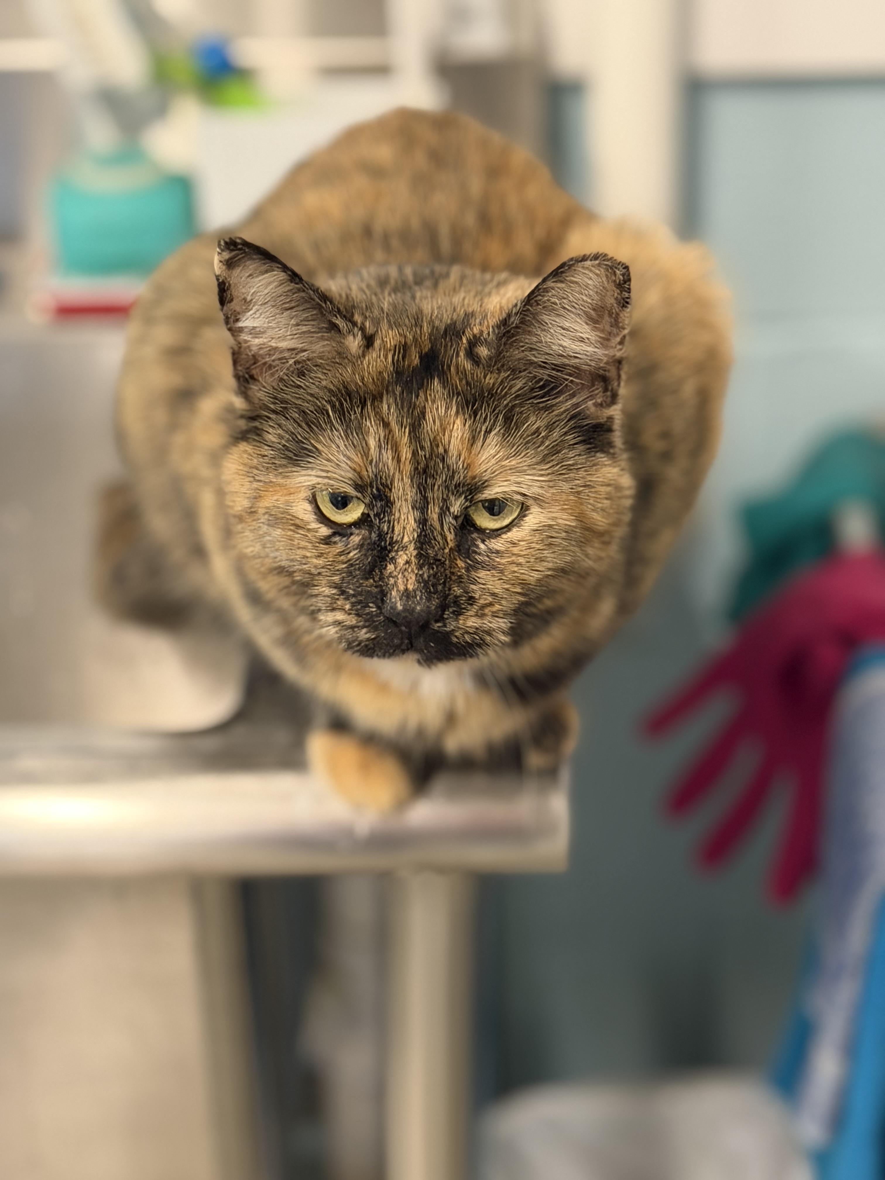 Enlarge Izzy, an adopted Domestic Short Hair in Warren, OH image 4/4