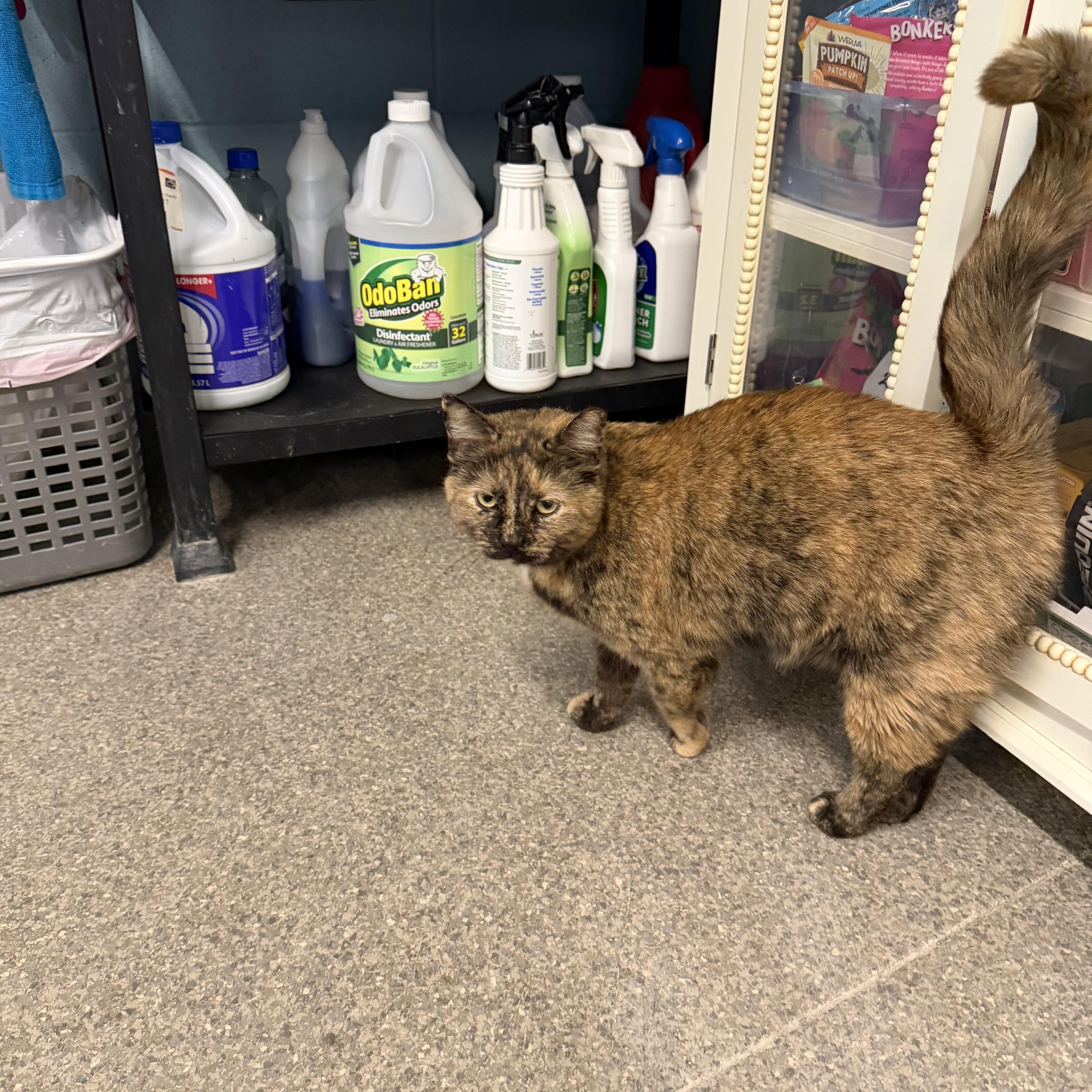 Enlarge Izzy, an adopted Domestic Short Hair in Warren, OH image 3/4